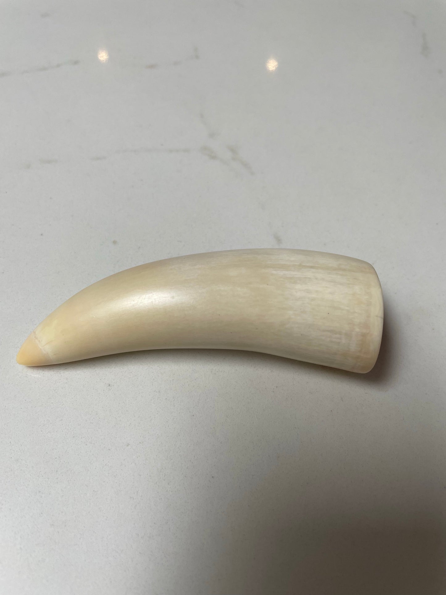 Sperm Whale Tooth 8