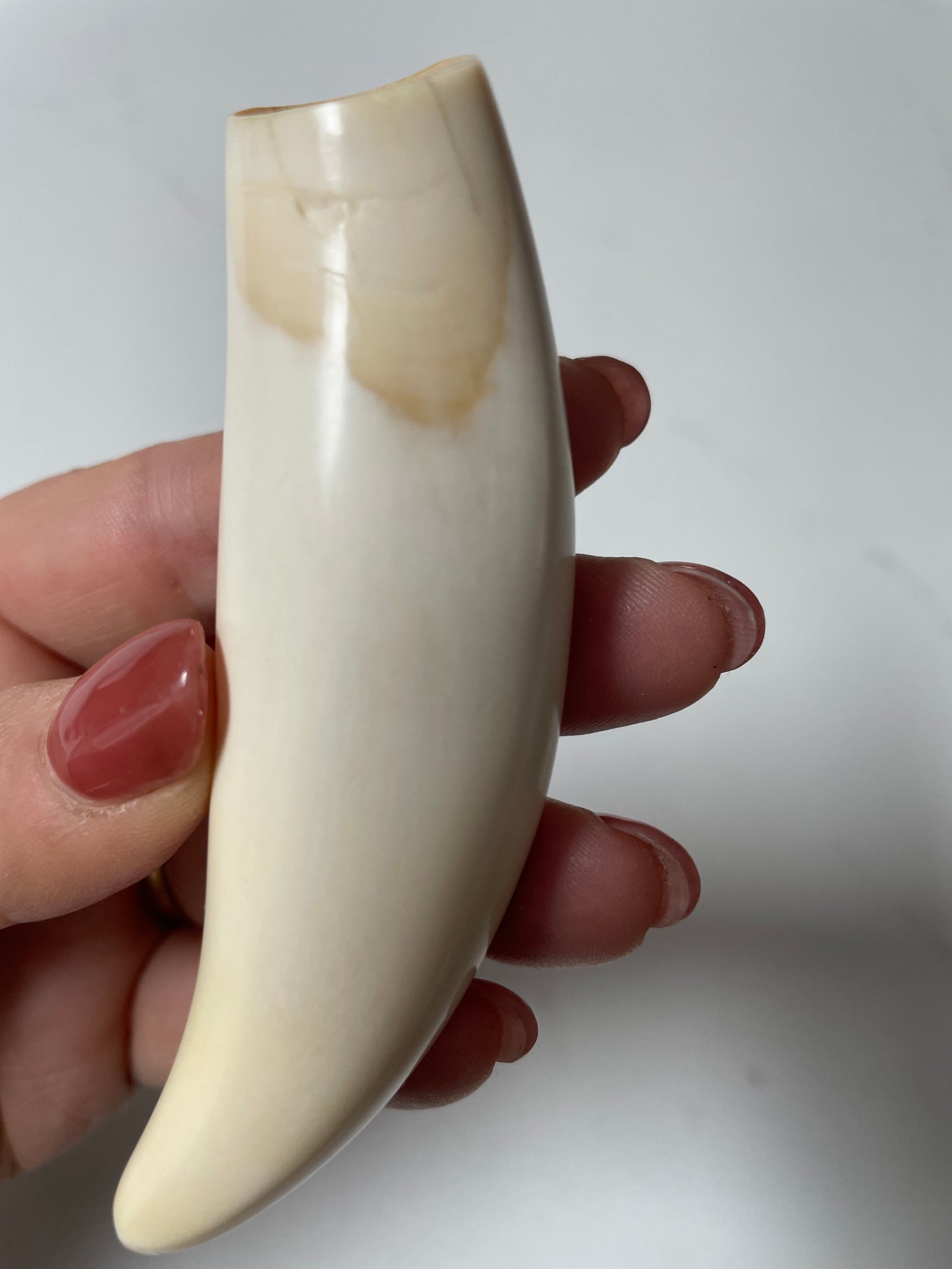 Sperm Whale Tooth