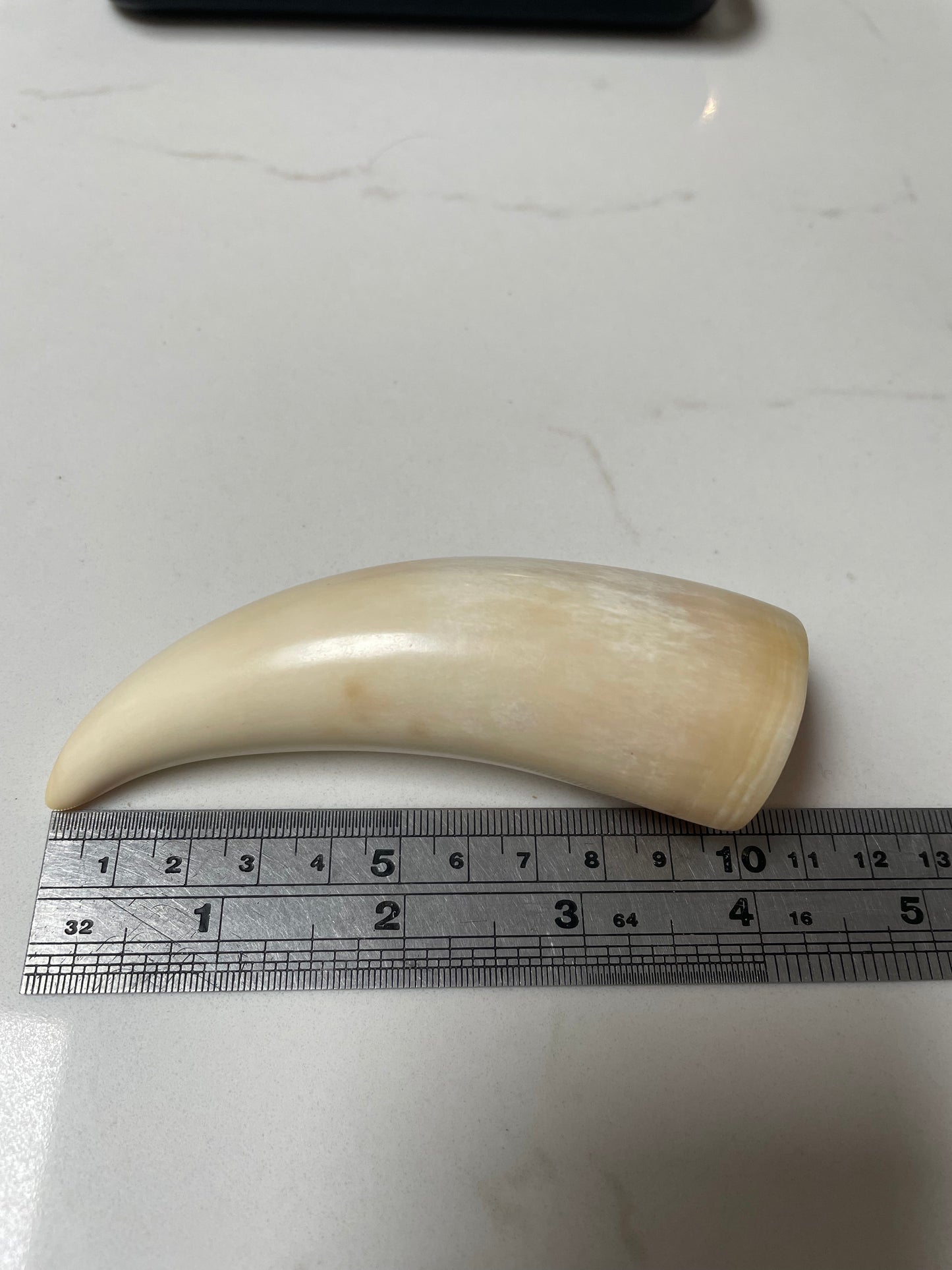 Sperm Whale Tooth SWT 6