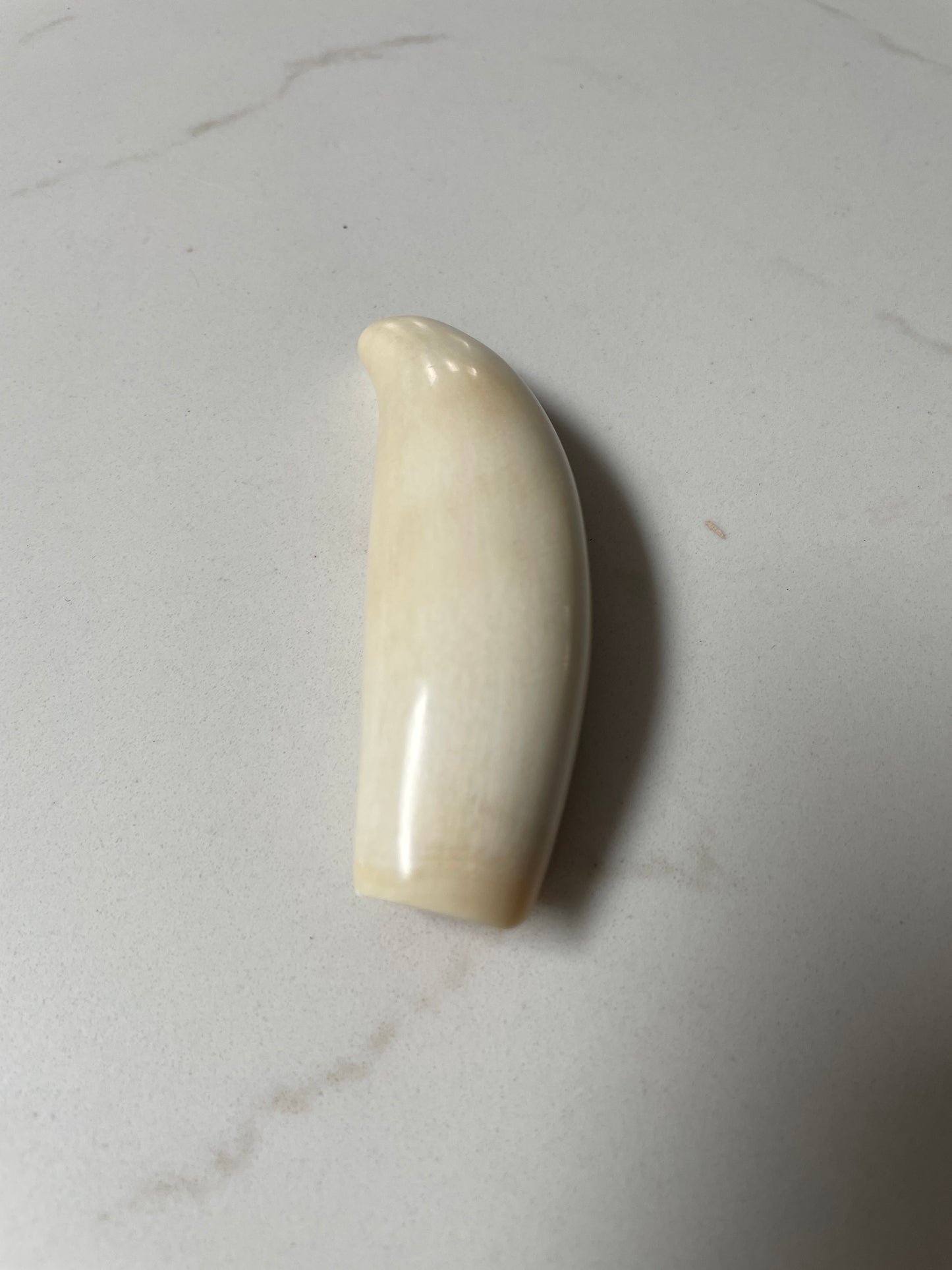 Sperm Whale Tooth