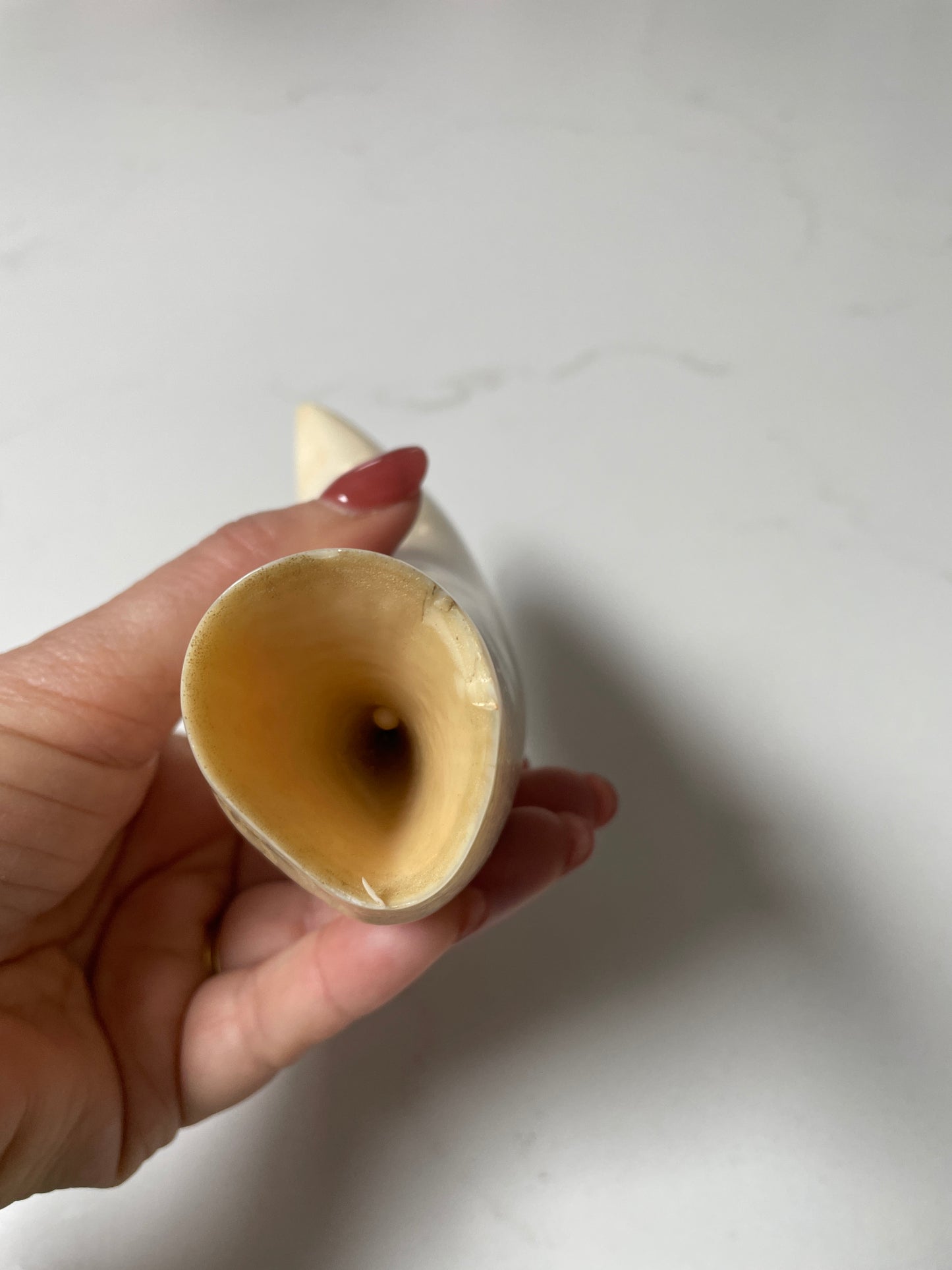 Large Polished Sperm Whale Tooth