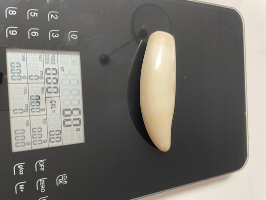 Sperm Whale Tooth