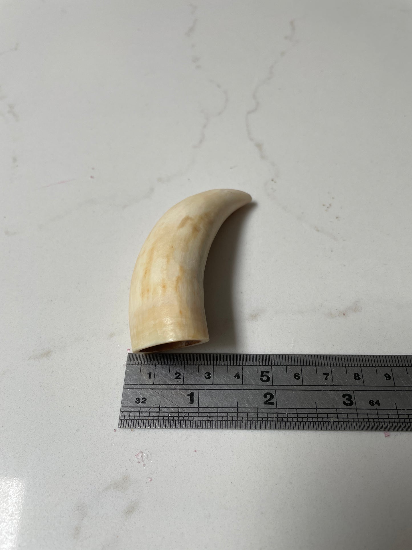 Unpolishe Sperm Whale Tooth