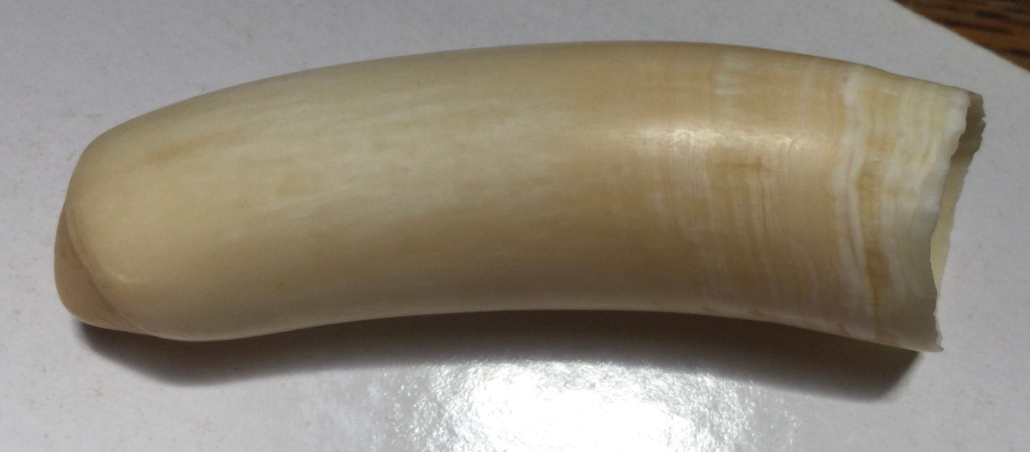 Whale Tooth