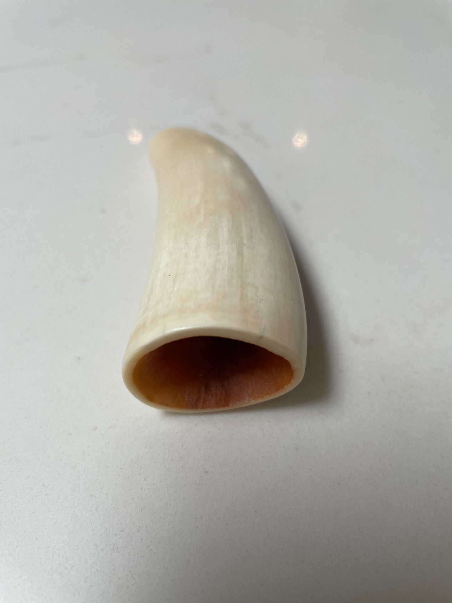 Sperm Whale Tooth 8