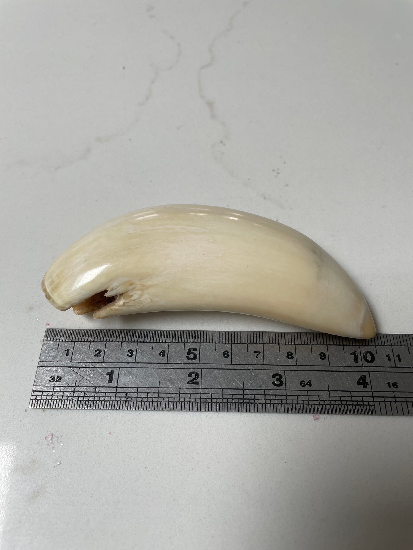 Sperm Whale Tooth