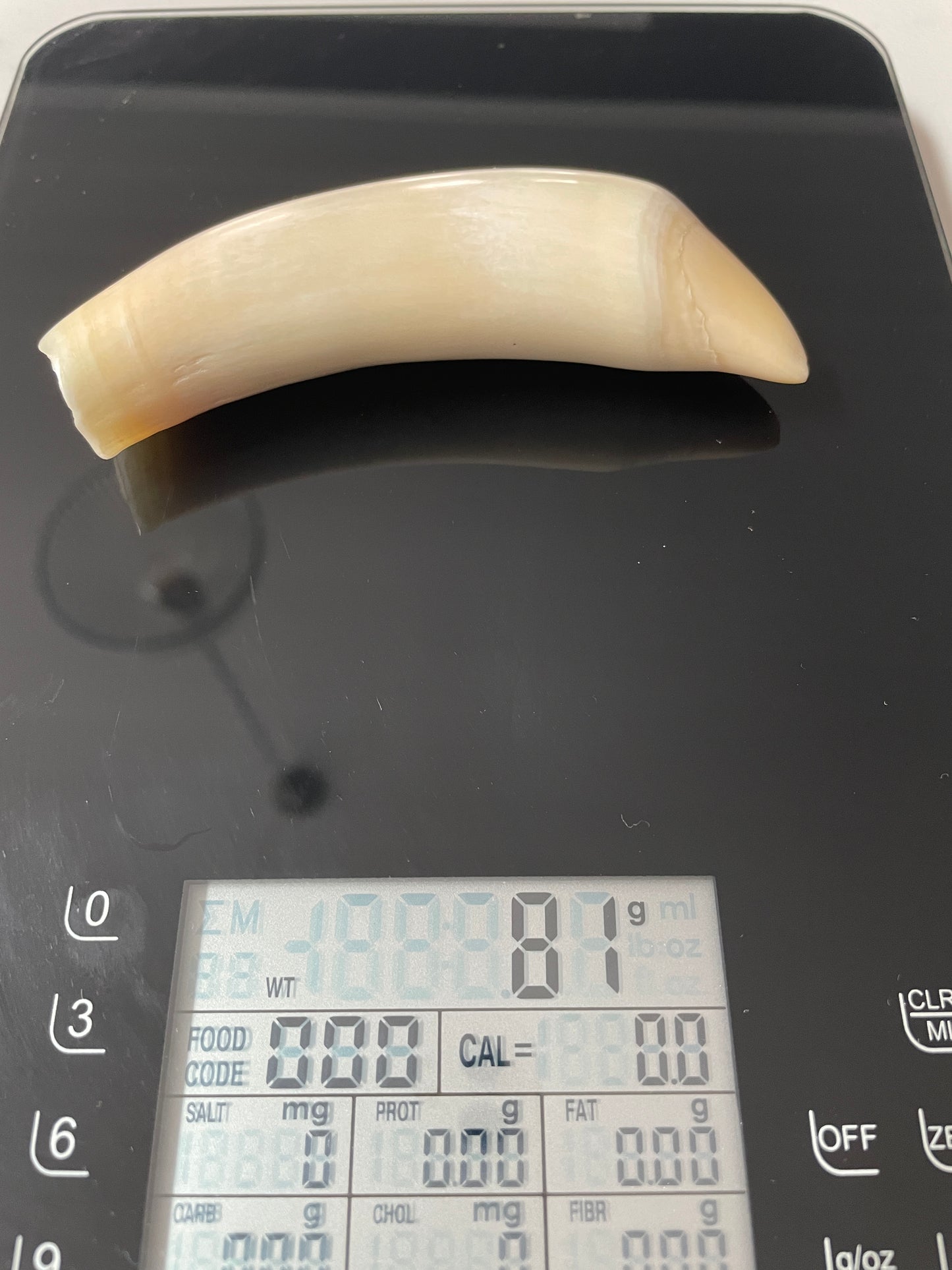 Sperm Whale Tooth