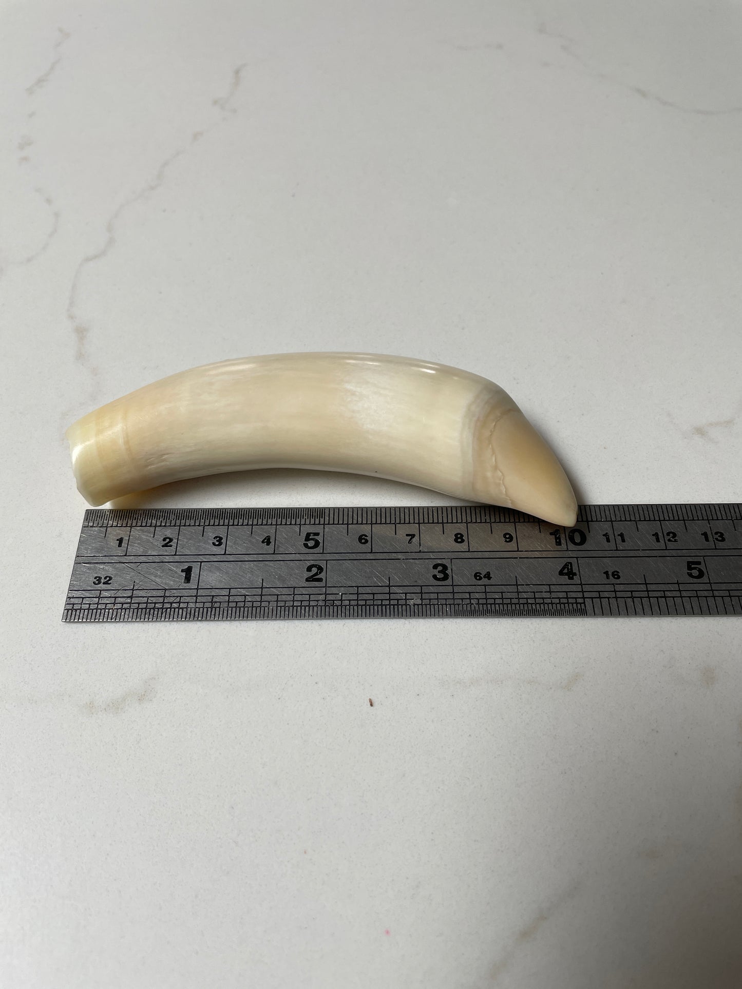 Sperm Whale Tooth