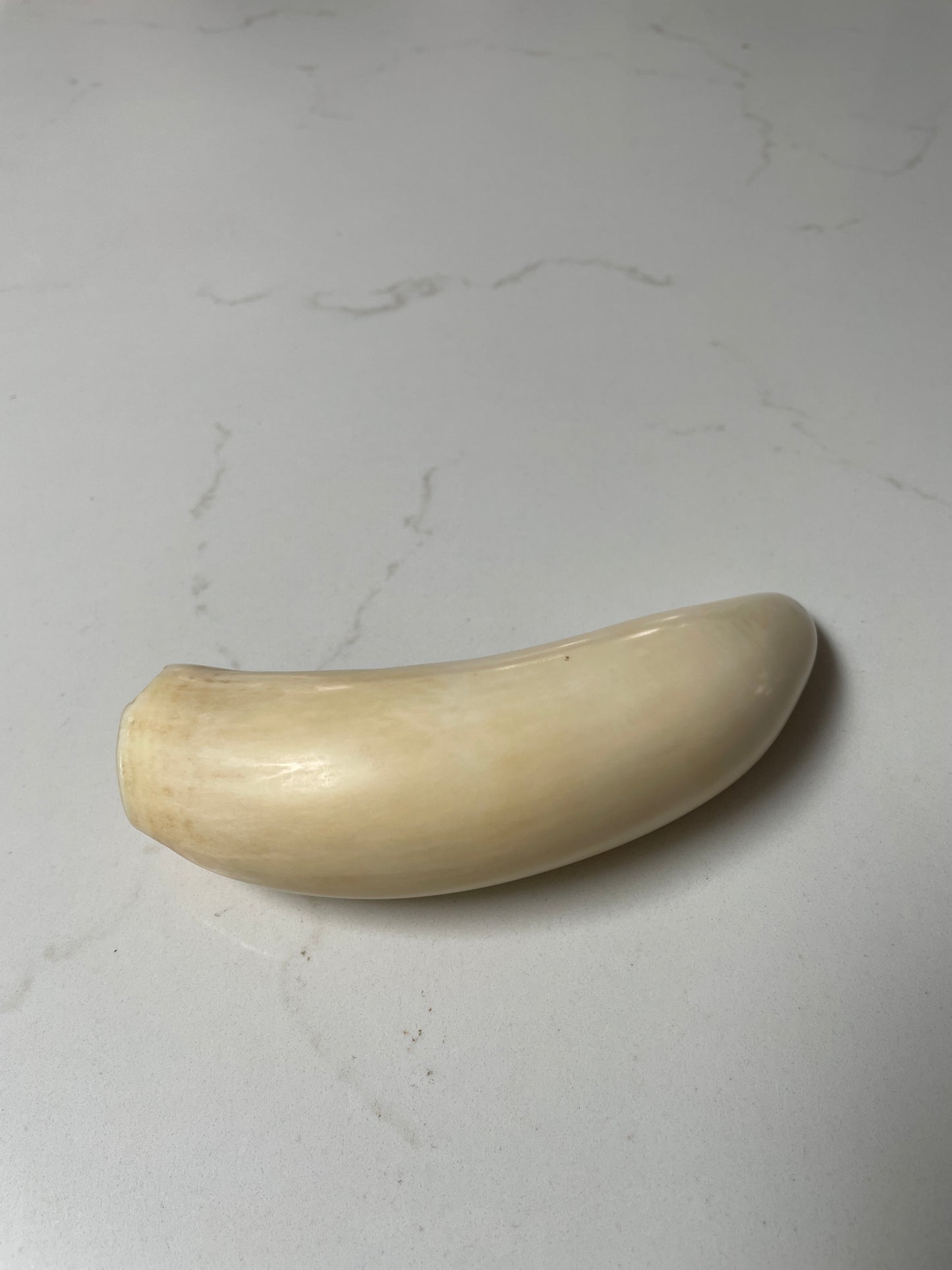 Large Polished Sperm Whale Tooth