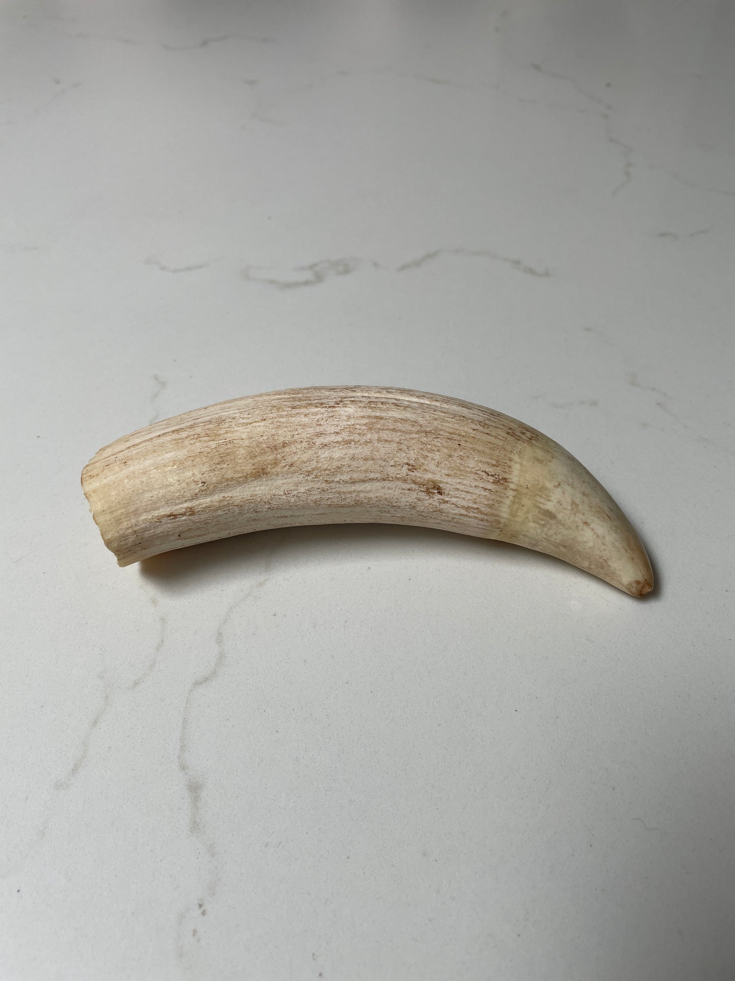 Sperm Whale Tooth