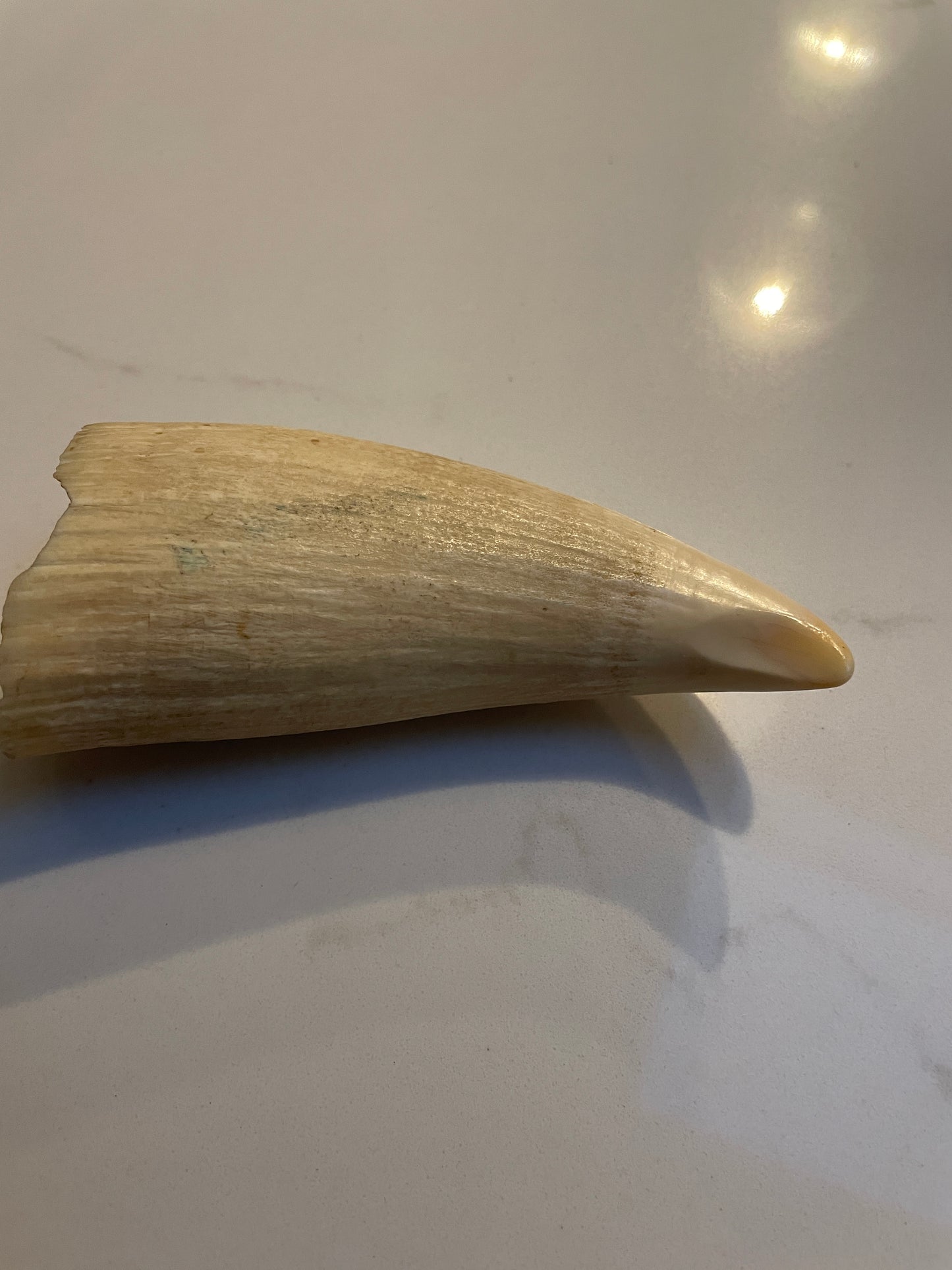 Sperm Whale Tooth SWT25