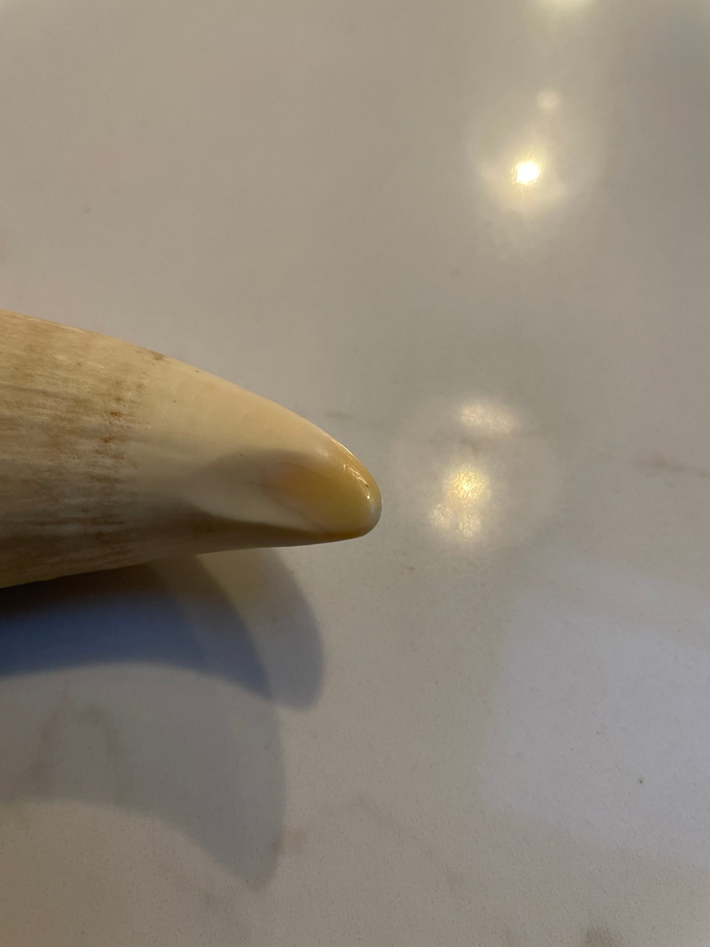 Sperm Whale Tooth SWT25