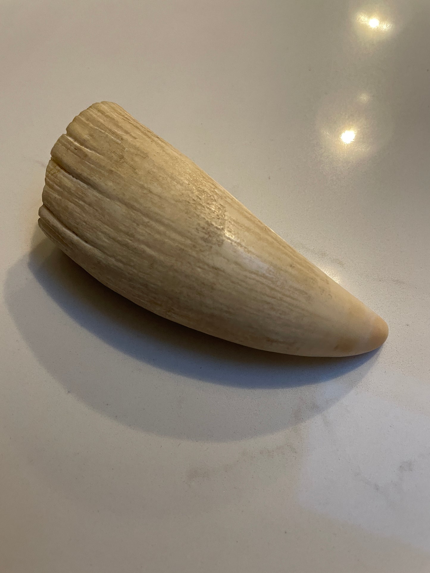 Sperm Whale Tooth SWT25