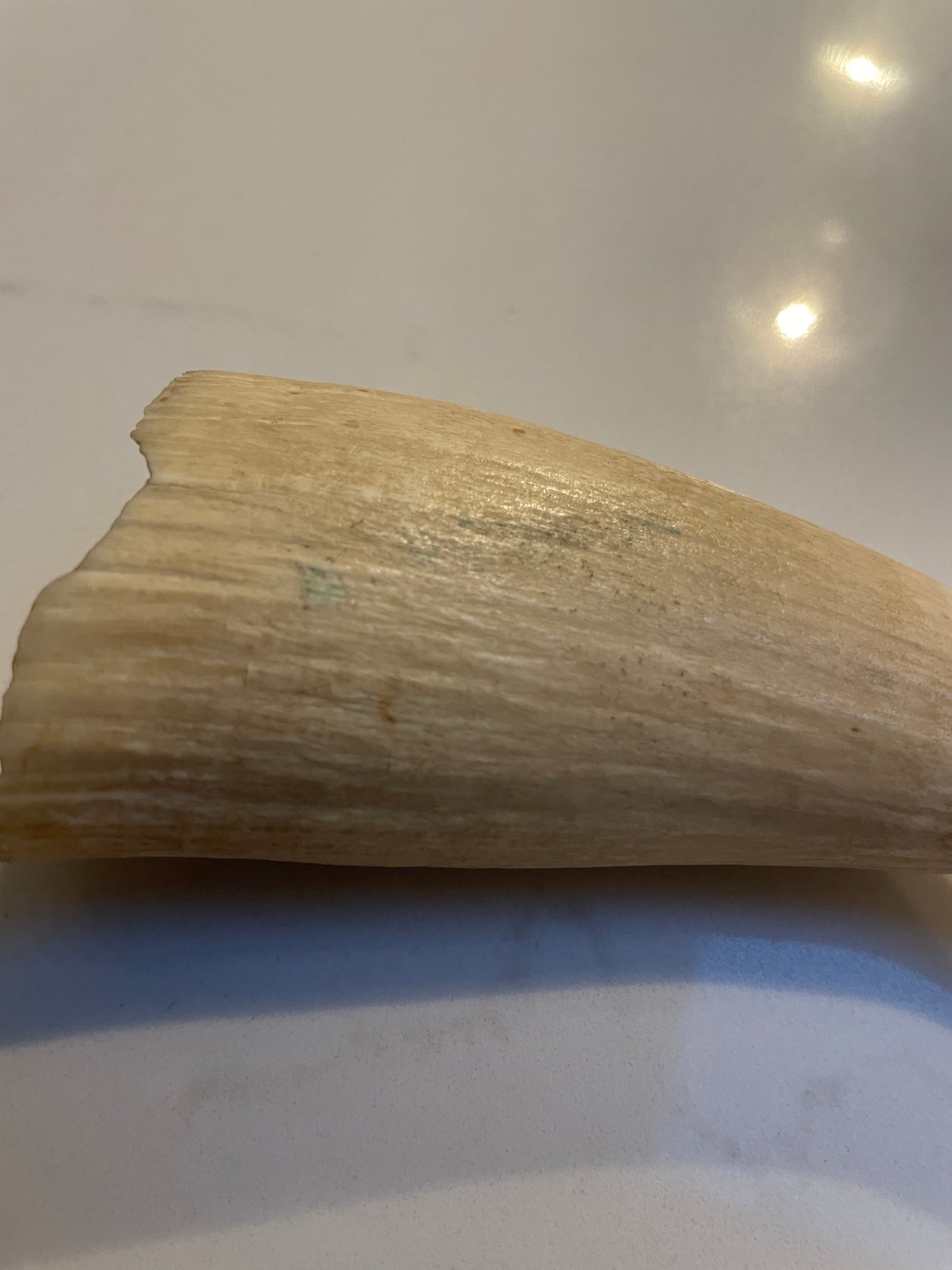 Sperm Whale Tooth SWT25