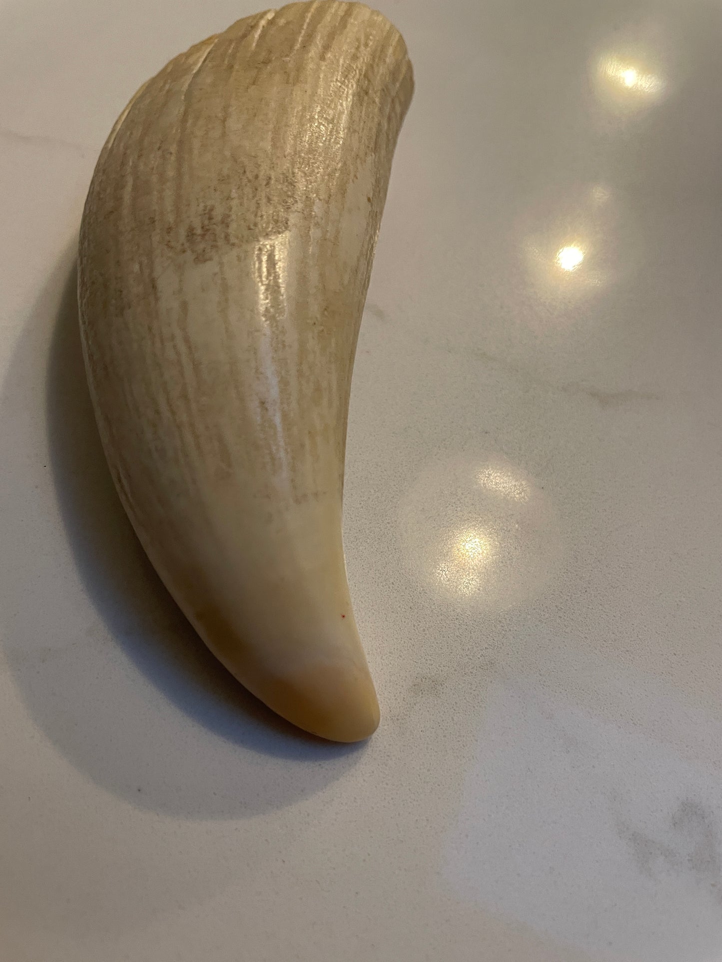 Sperm Whale Tooth SWT25