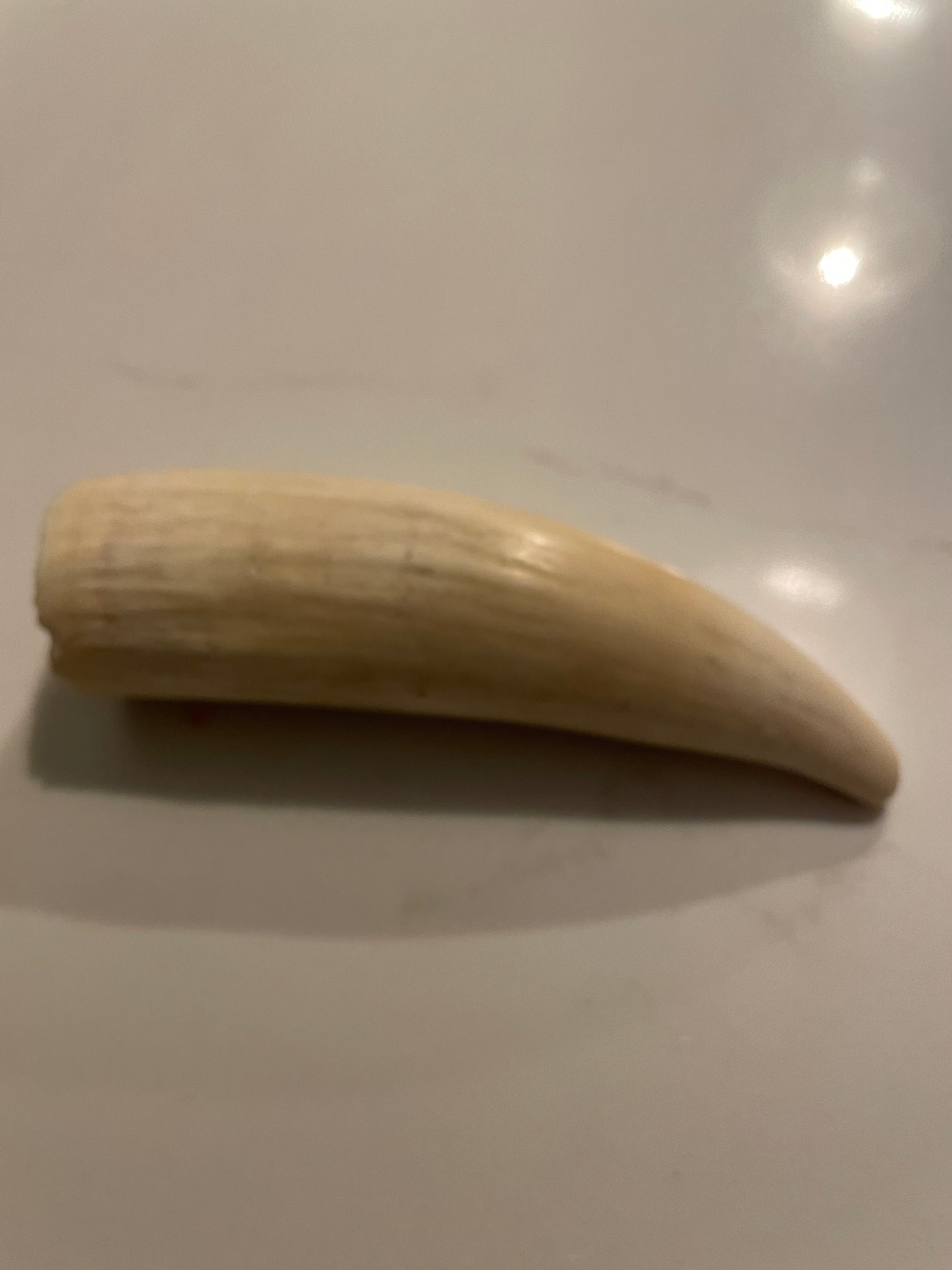 Sperm Whale Tooth SWT26