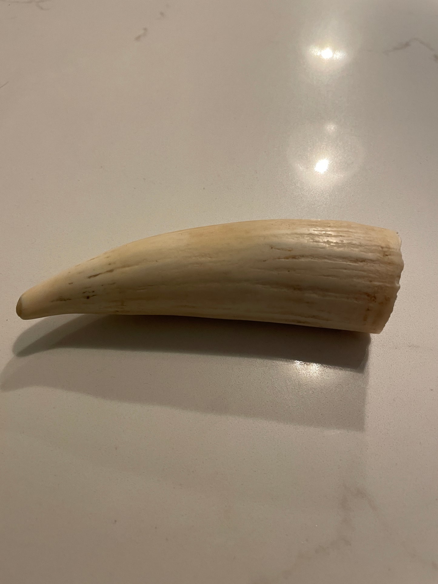 Sperm Whale Tooth SWT26