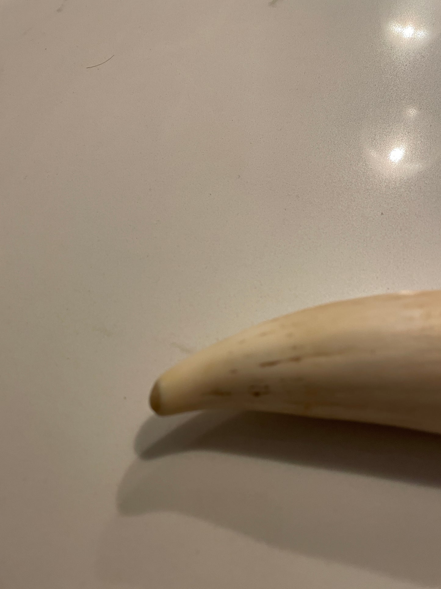 Sperm Whale Tooth SWT26