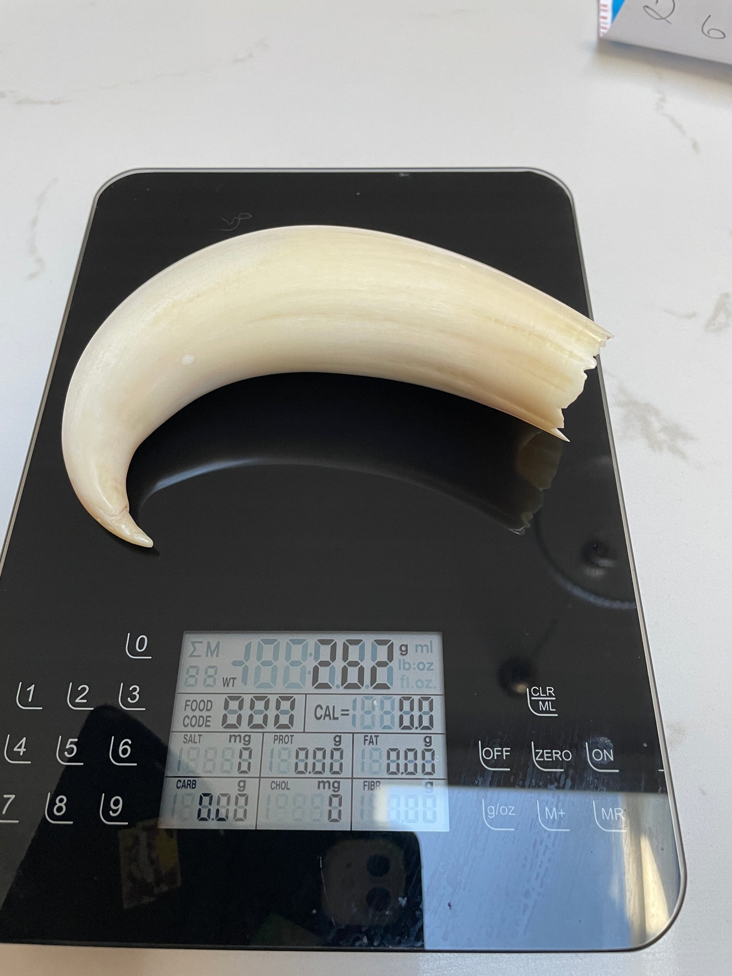 Rare Hooked  Polished Sperm Whale Tooth