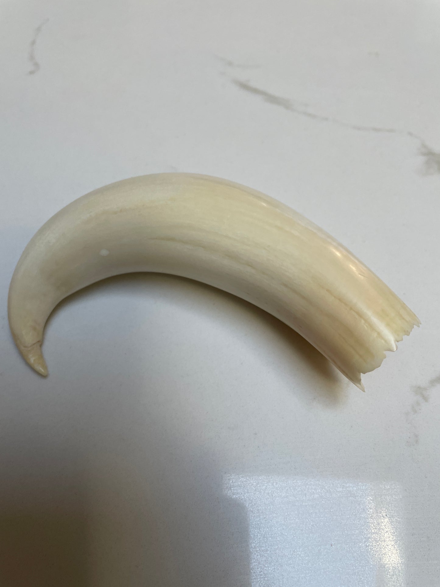 Rare Hooked  Polished Sperm Whale Tooth