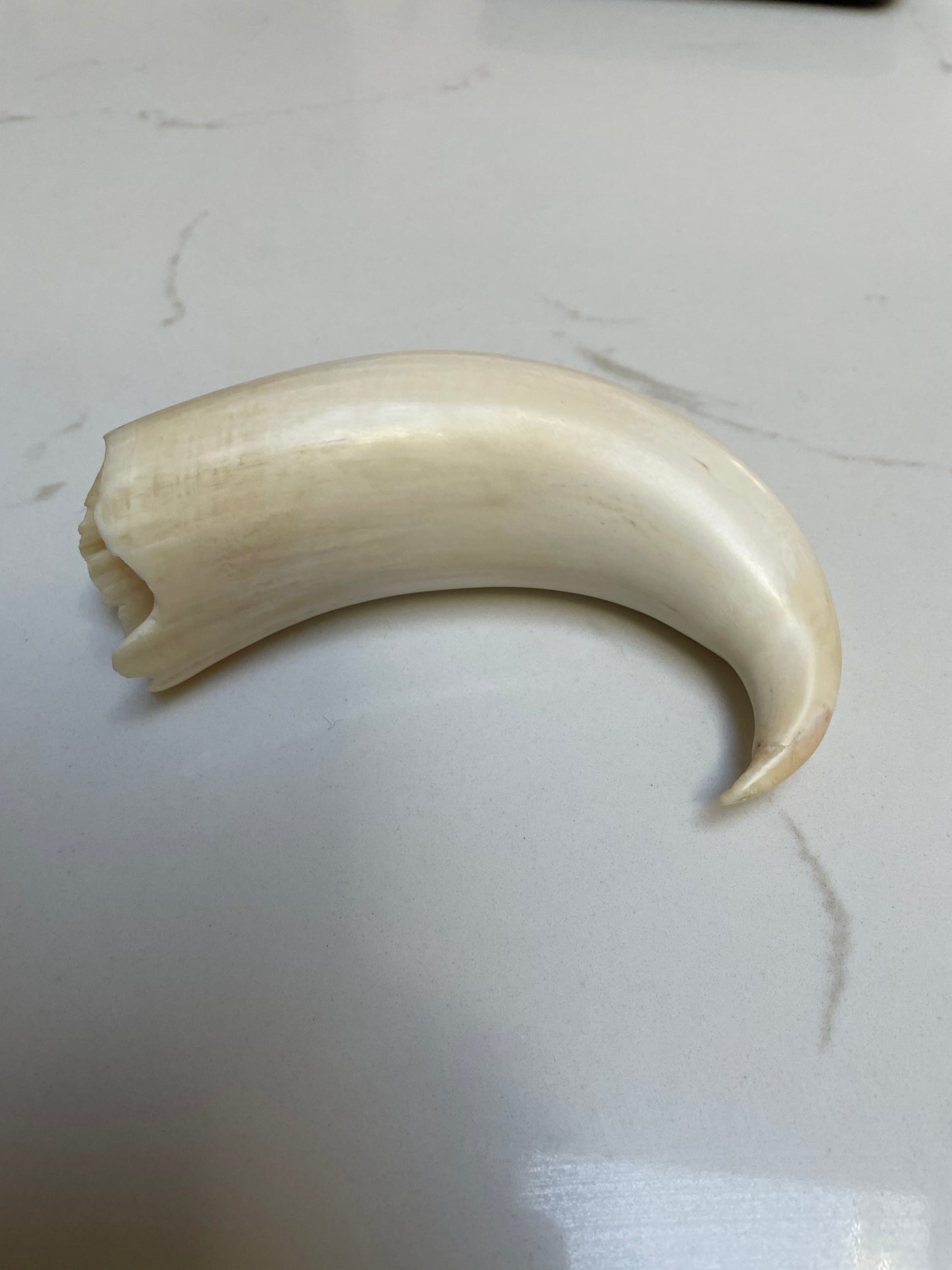 Rare Hooked  Polished Sperm Whale Tooth