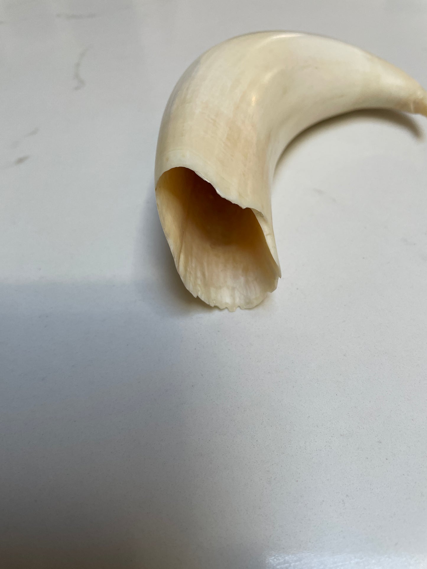 Rare Hooked  Polished Sperm Whale Tooth