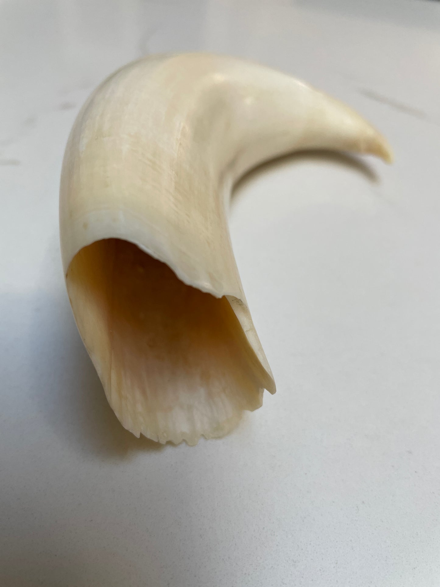 Rare Hooked  Polished Sperm Whale Tooth