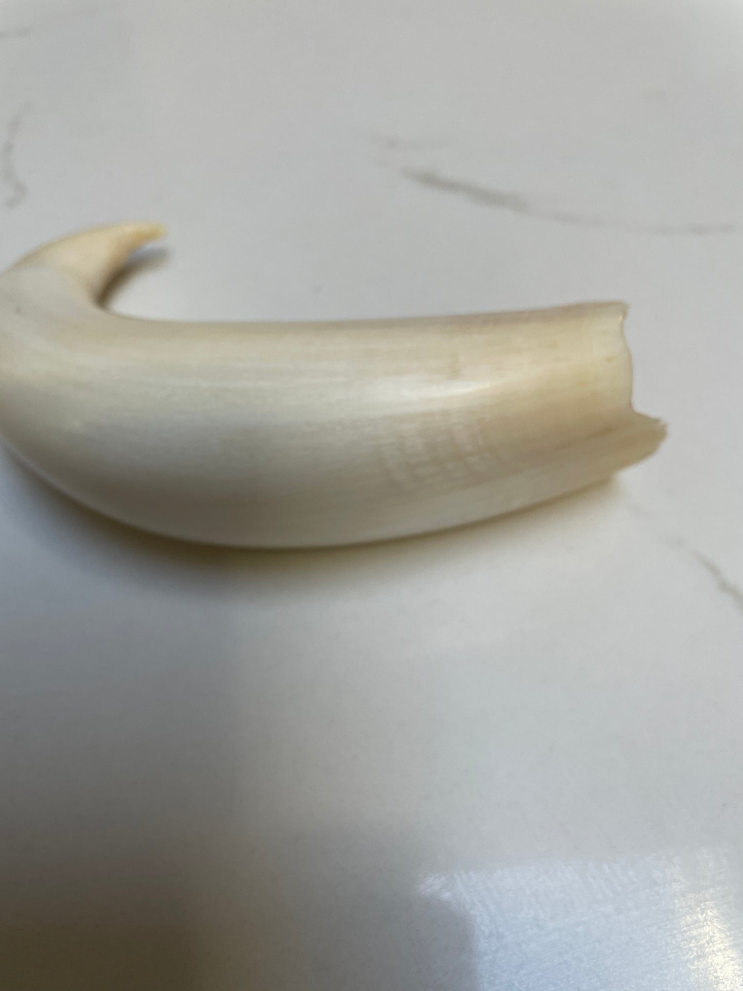 Rare Hooked  Polished Sperm Whale Tooth