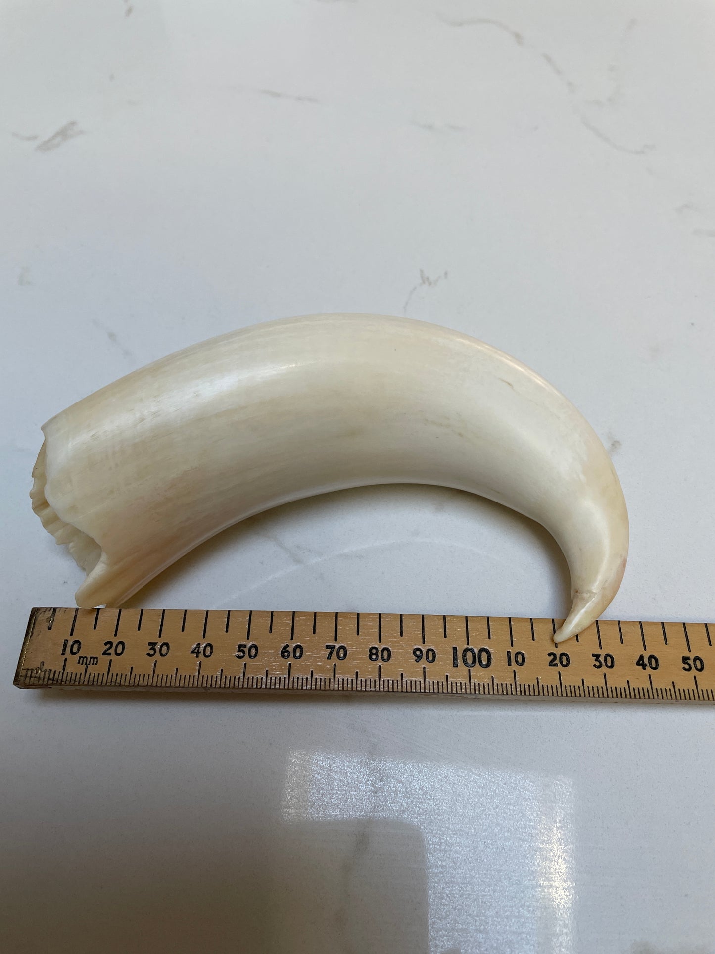 Rare Hooked  Polished Sperm Whale Tooth