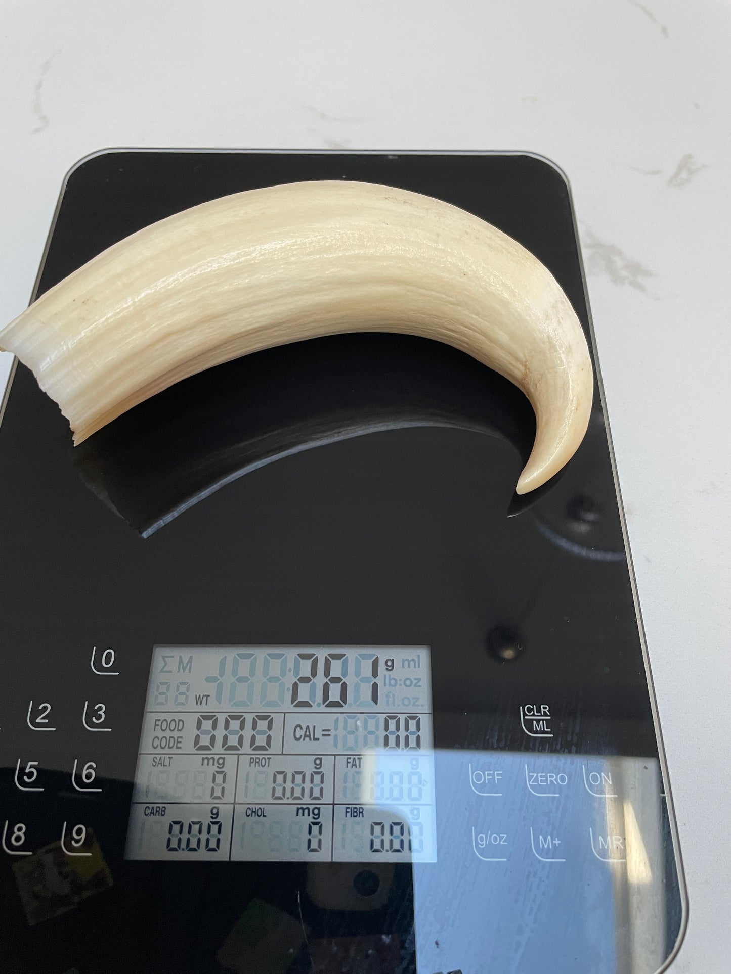 Rare Unpolished Hooked Sperm Whale Tooth