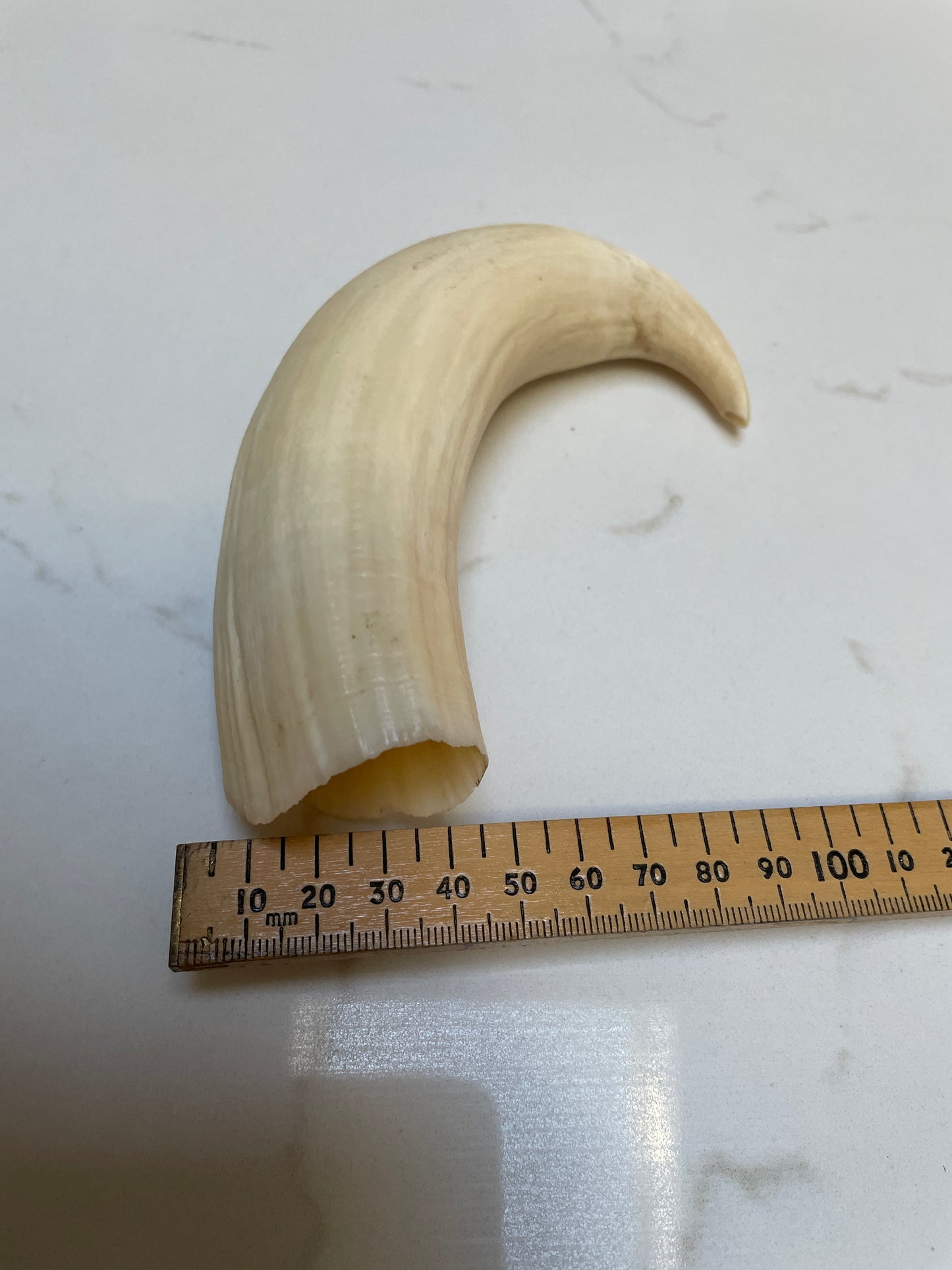 Rare Unpolished Hooked Sperm Whale Tooth