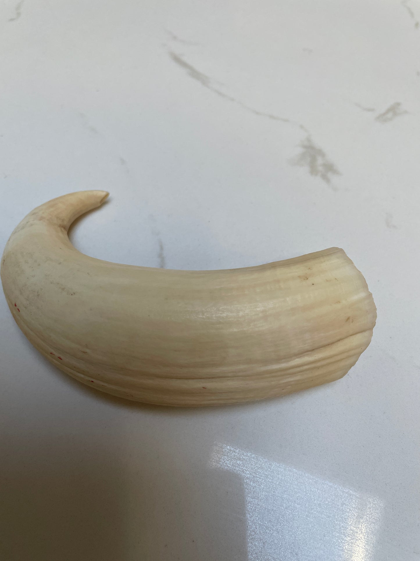 Rare Unpolished Hooked Sperm Whale Tooth