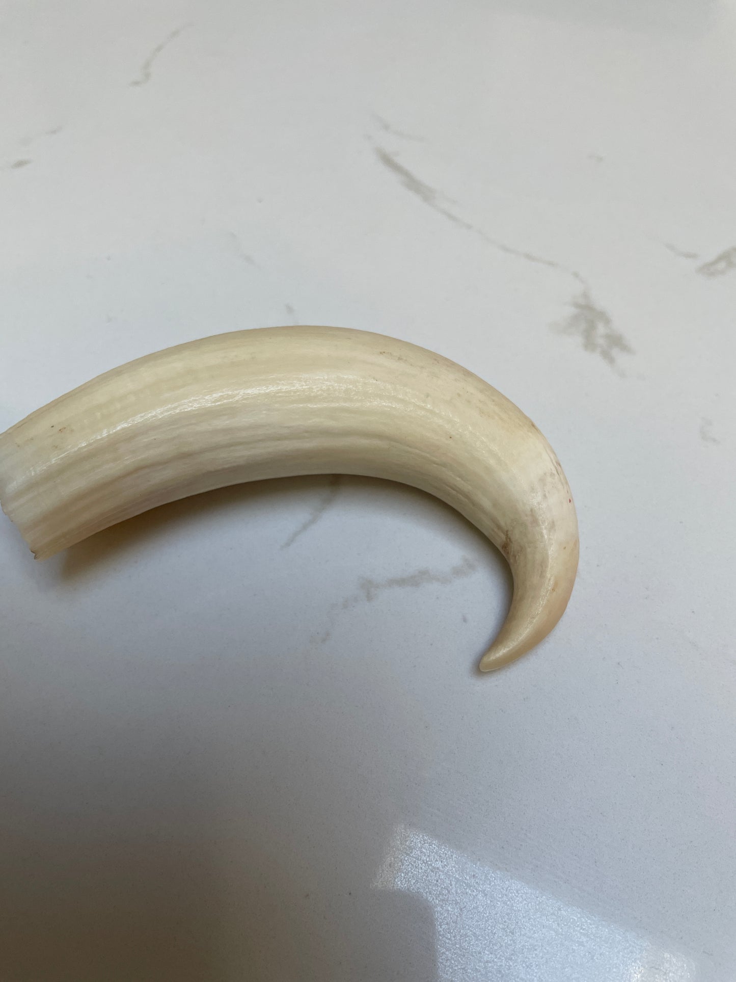 Rare Unpolished Hooked Sperm Whale Tooth