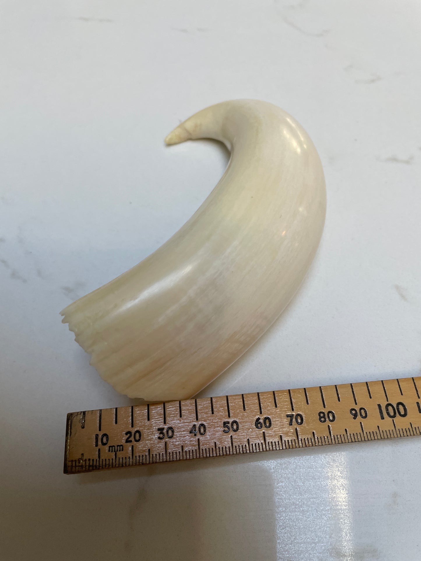 Rare Unpolished Hooked Sperm Whale Tooth