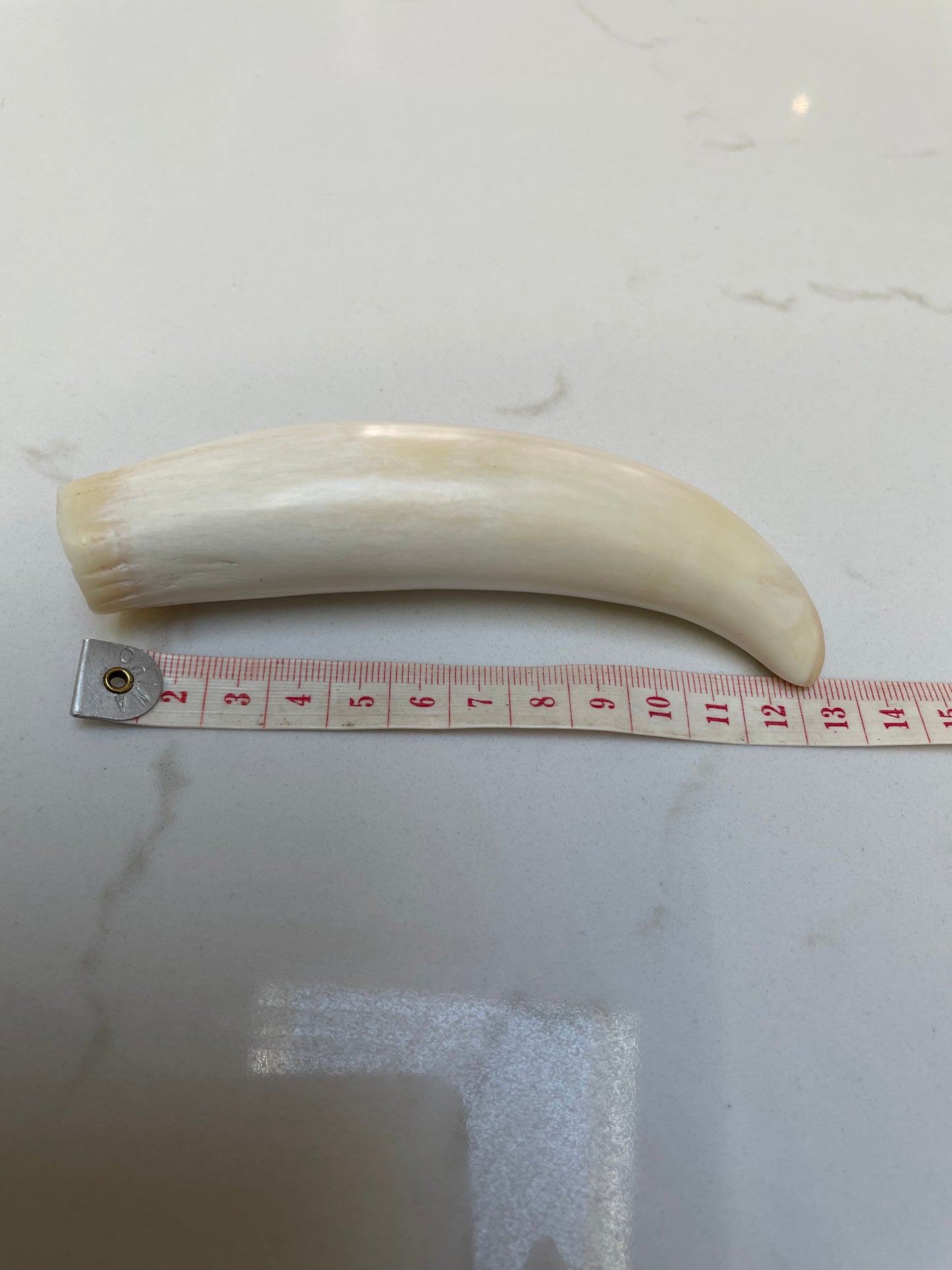 Sperm Whale Tooth SWT9