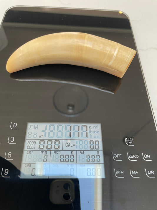 Sperm Whale Tooth SWT10