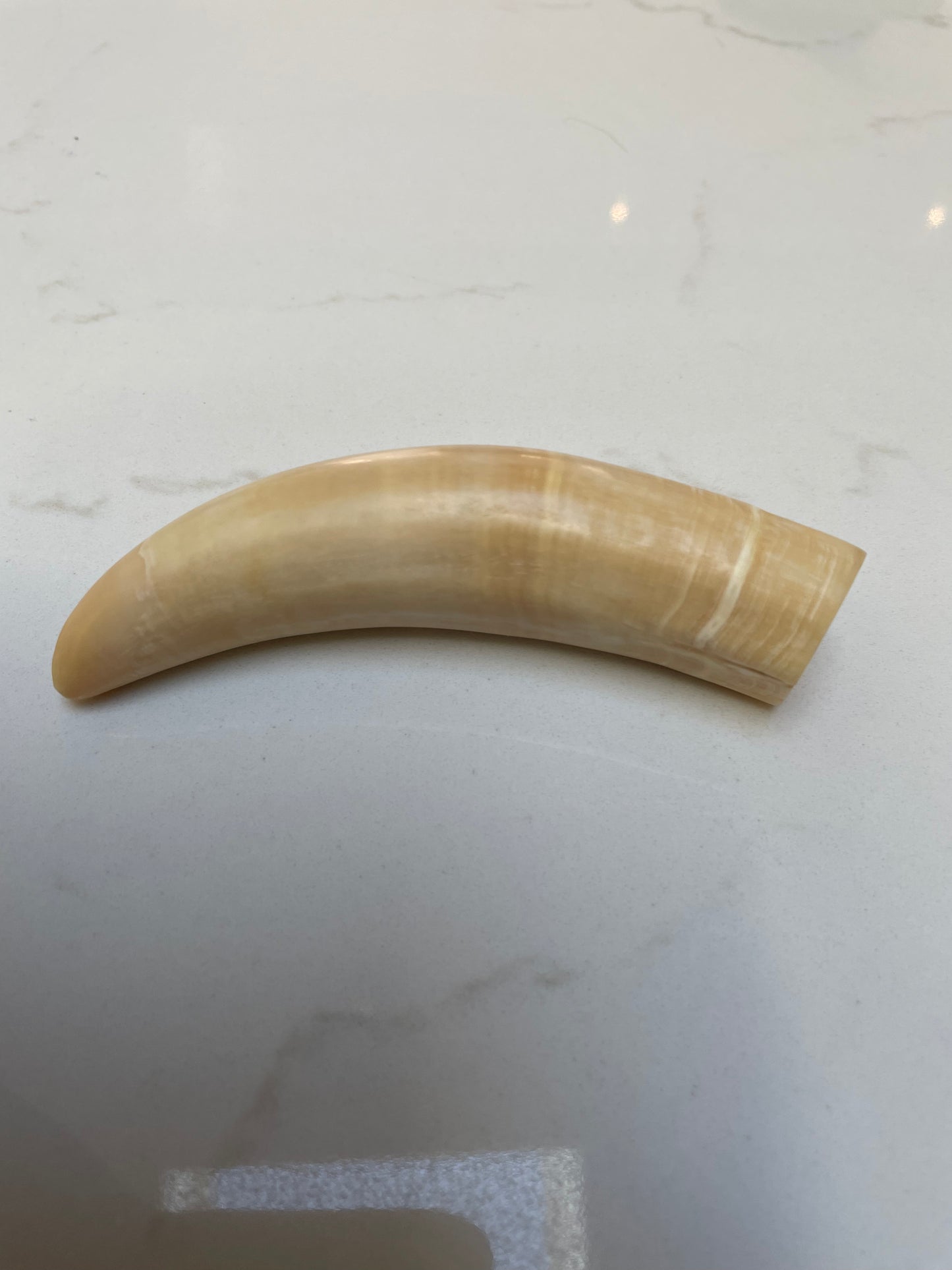 Sperm Whale Tooth SWT10