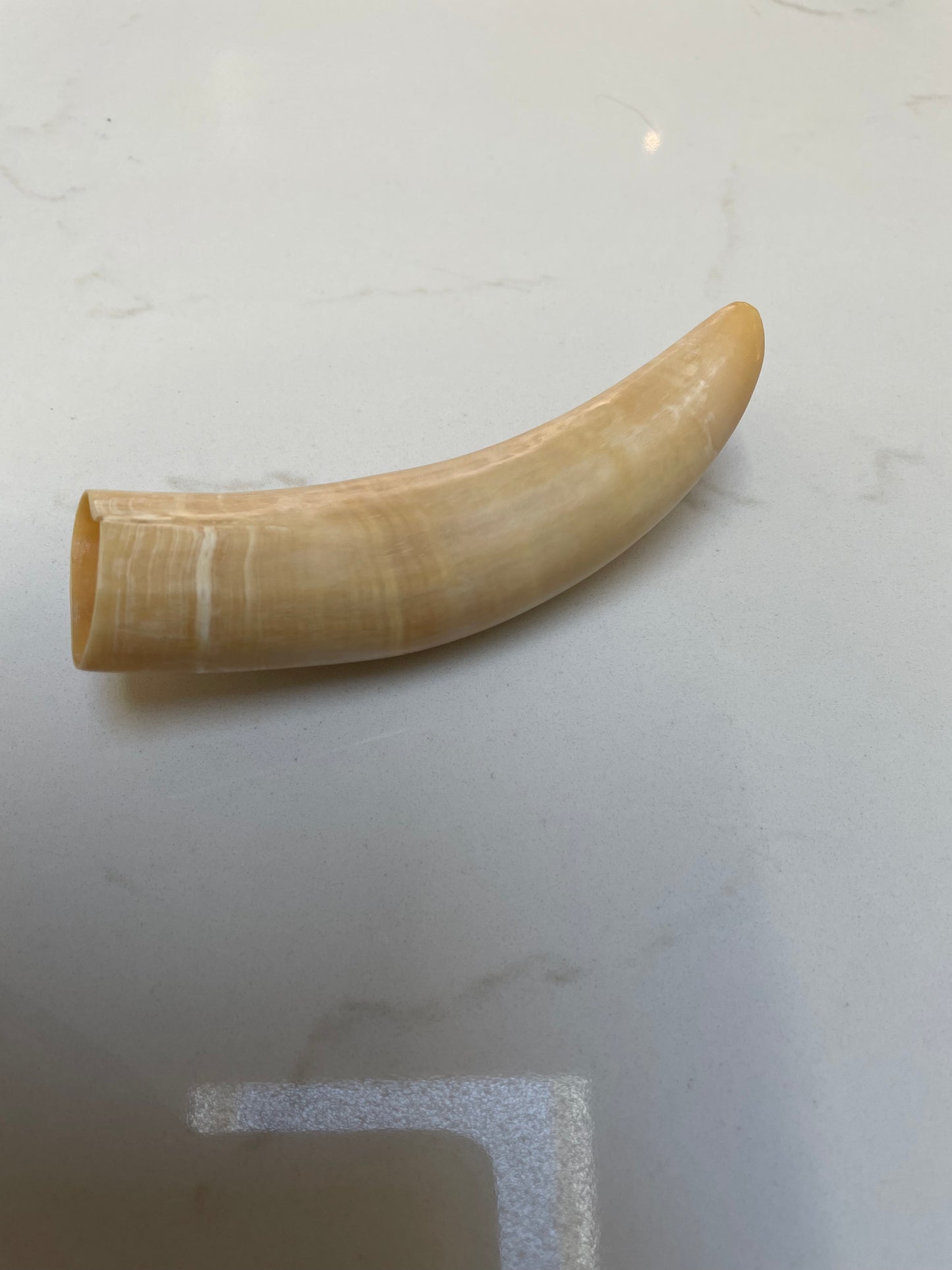 Sperm Whale Tooth SWT10