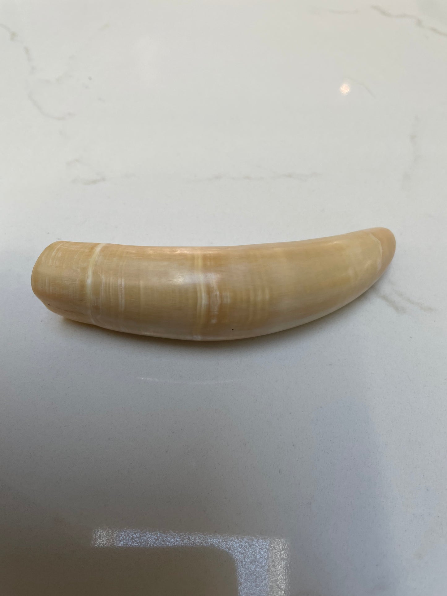 Sperm Whale Tooth SWT10