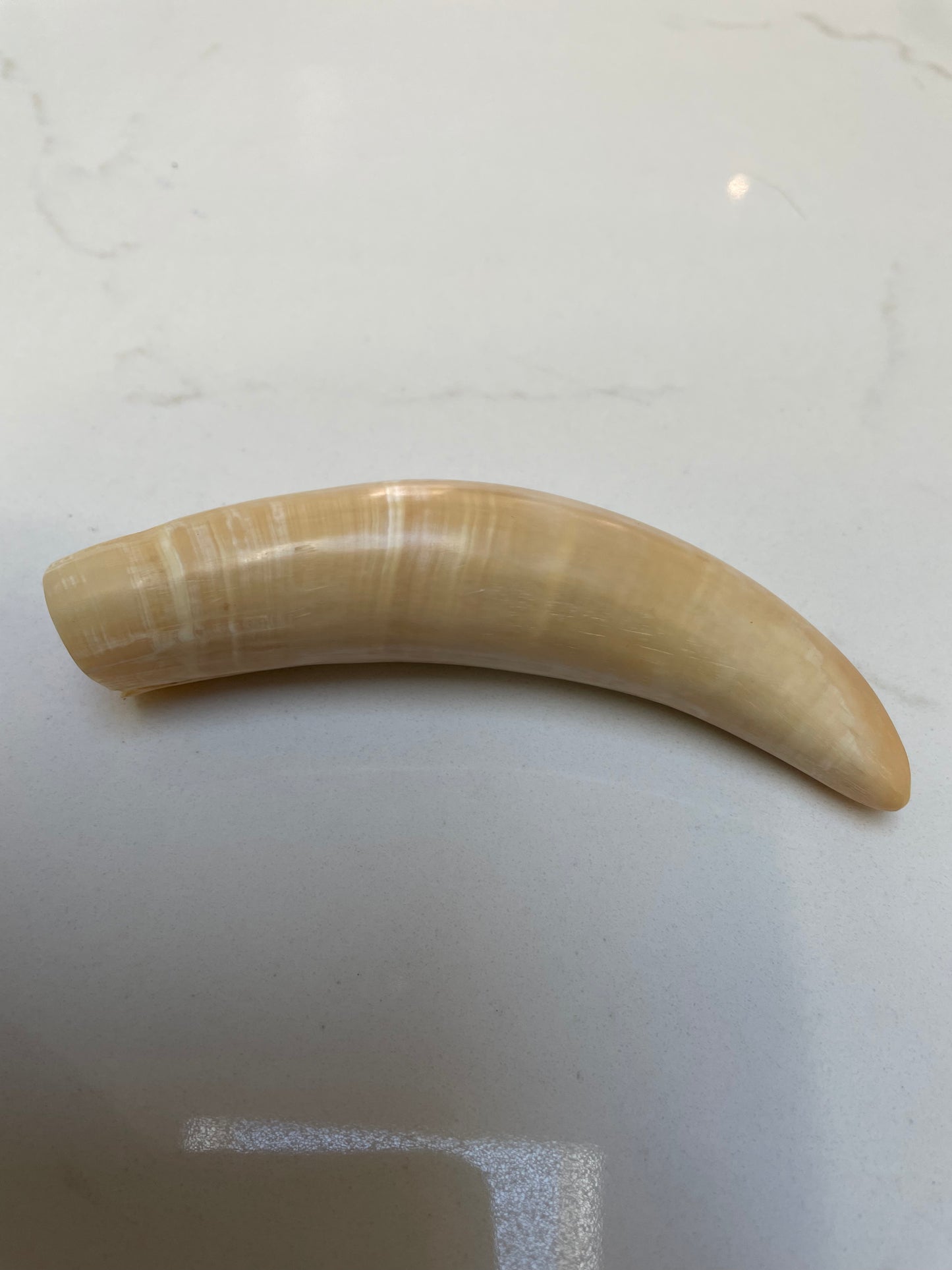 Sperm Whale Tooth SWT10