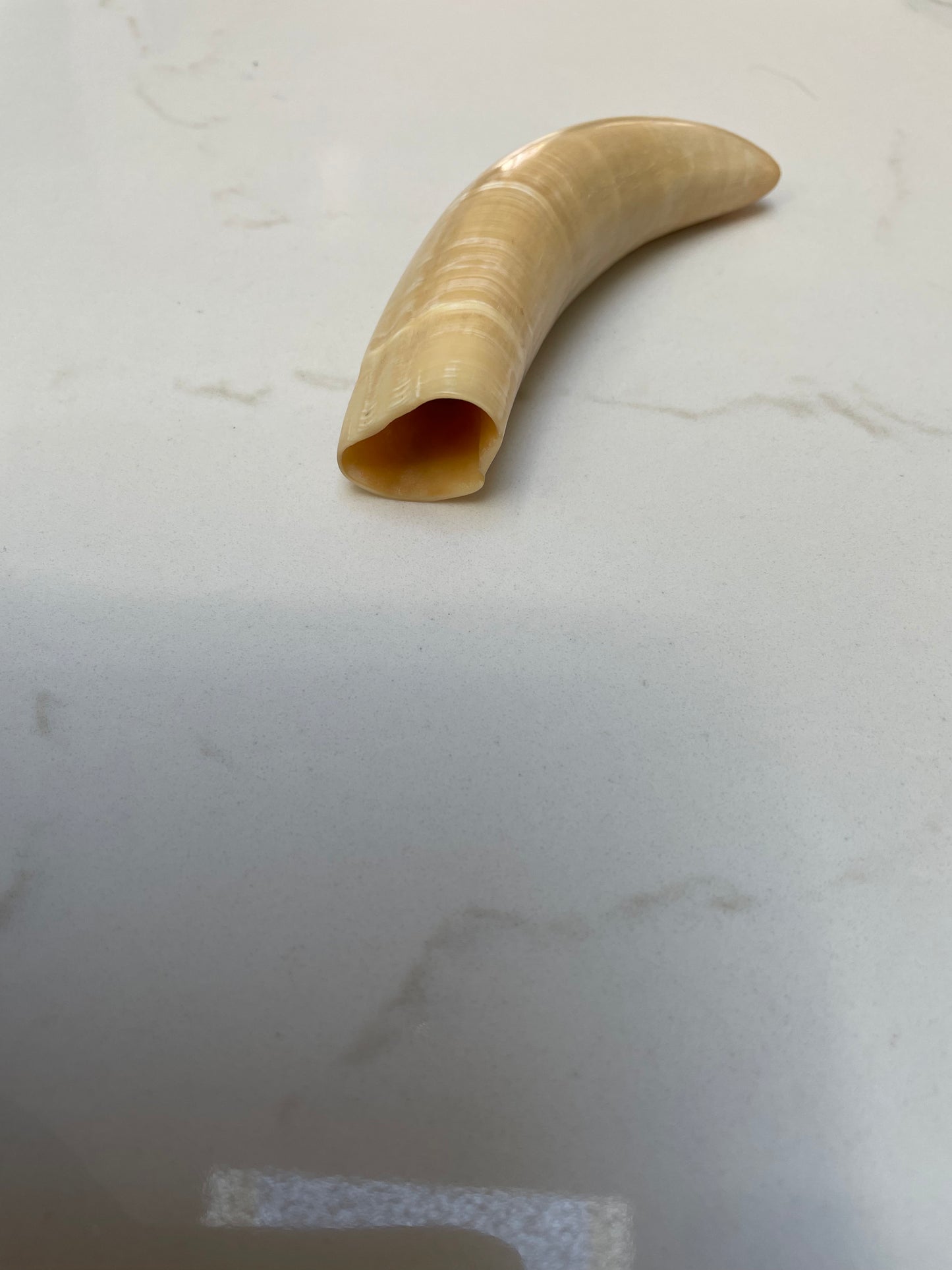 Sperm Whale Tooth SWT10