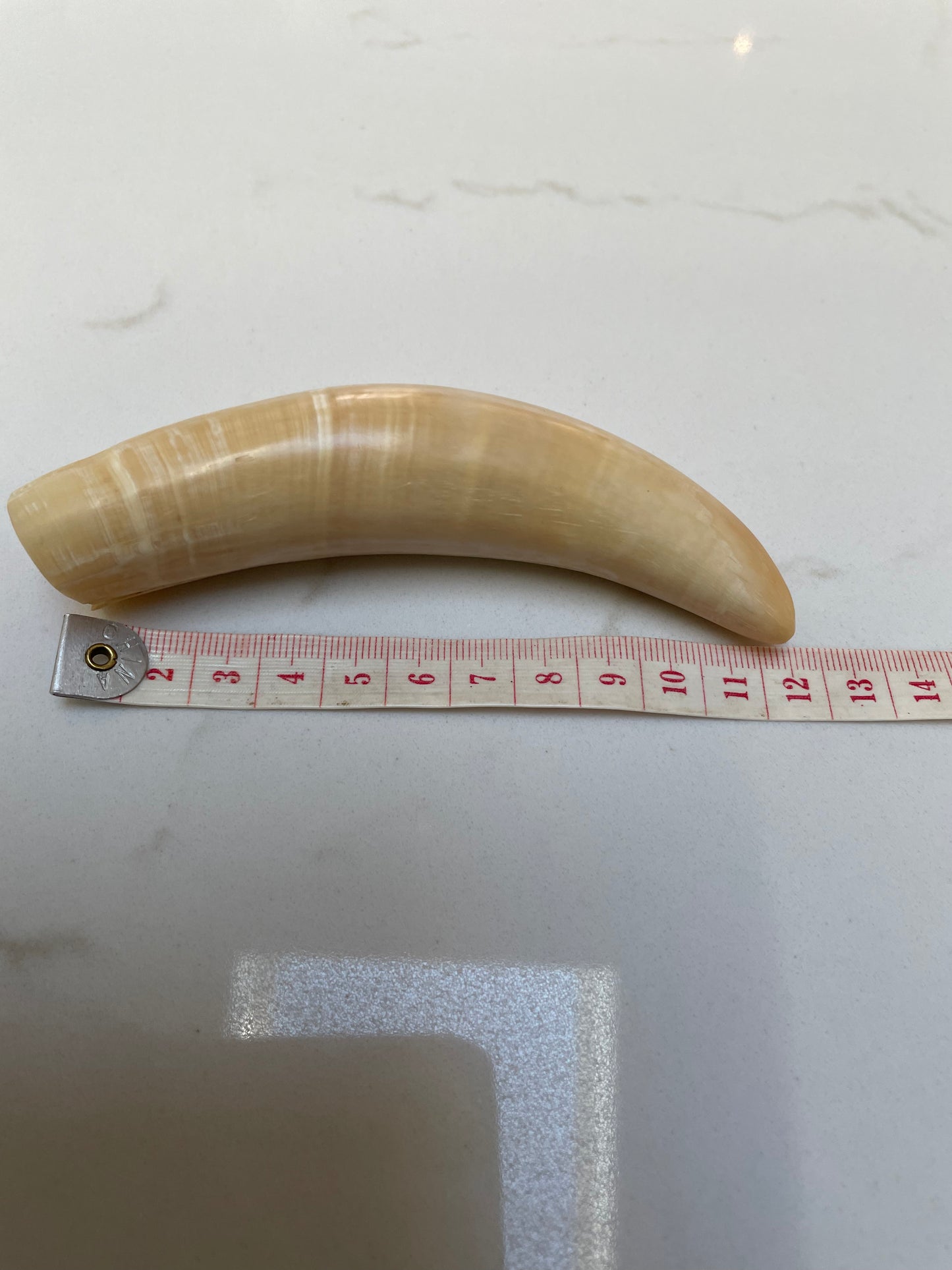 Sperm Whale Tooth SWT10