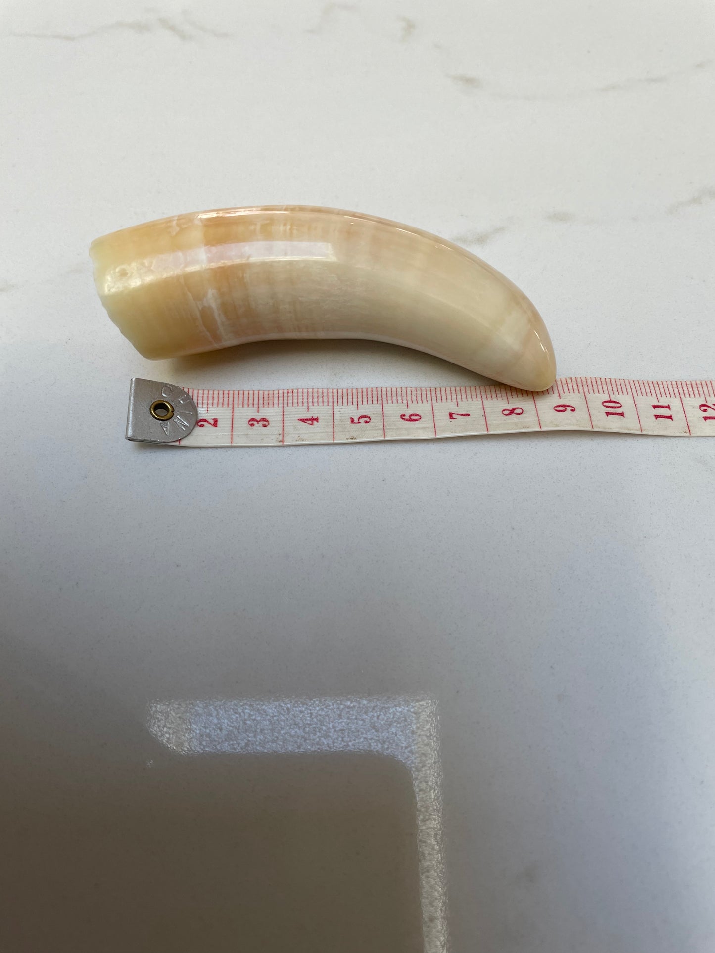 Sperm Whale Tooth SWT11