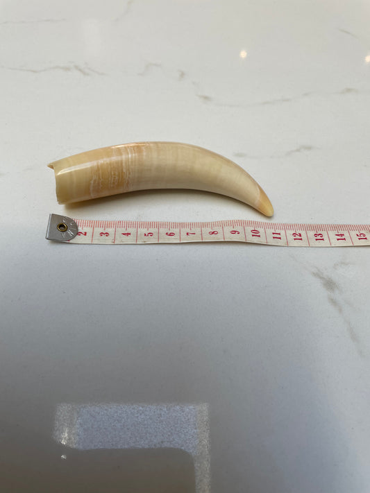 Sperm Whale Tooth SPW12