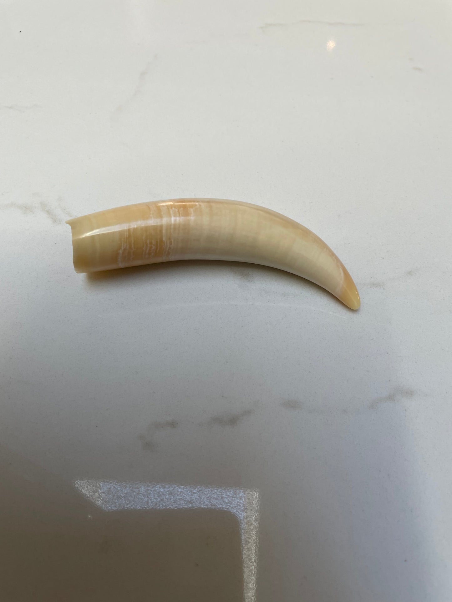 Sperm Whale Tooth SPW12