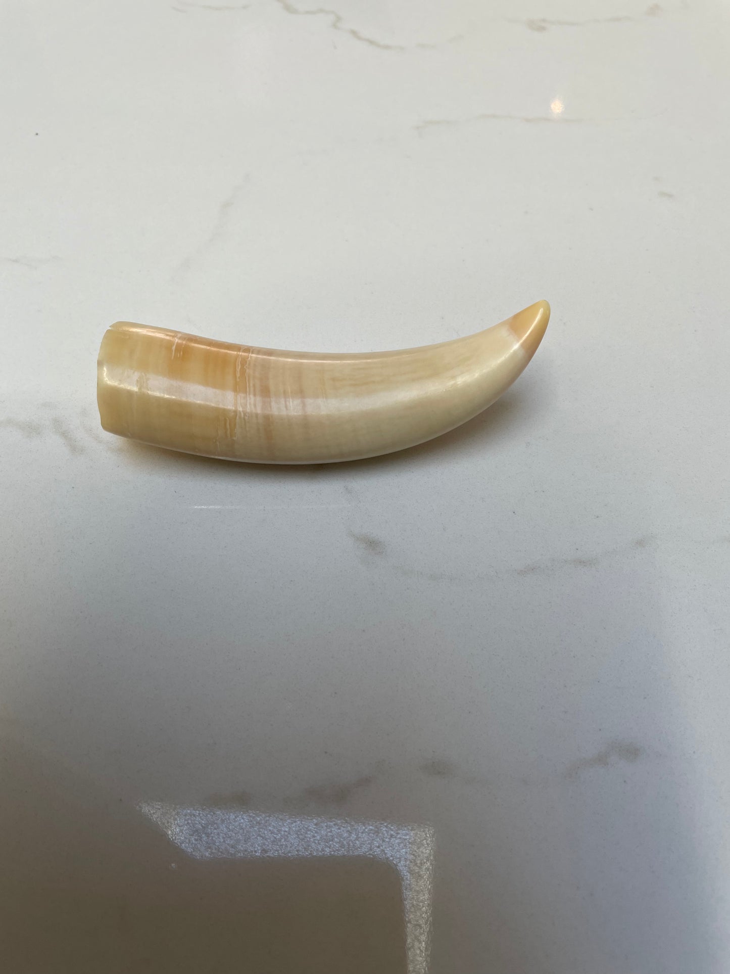 Sperm Whale Tooth SPW12