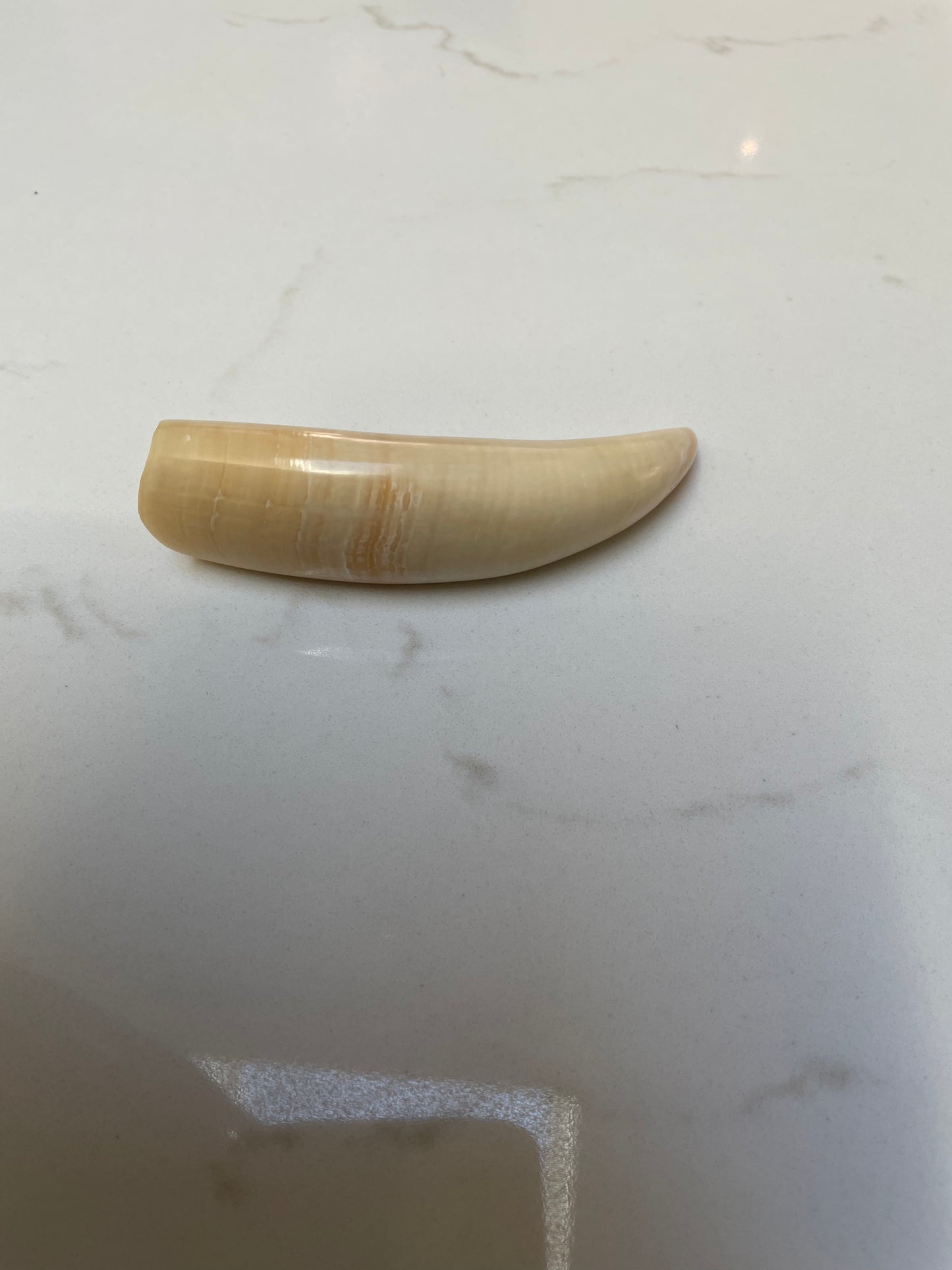 Sperm Whale Tooth SPW12