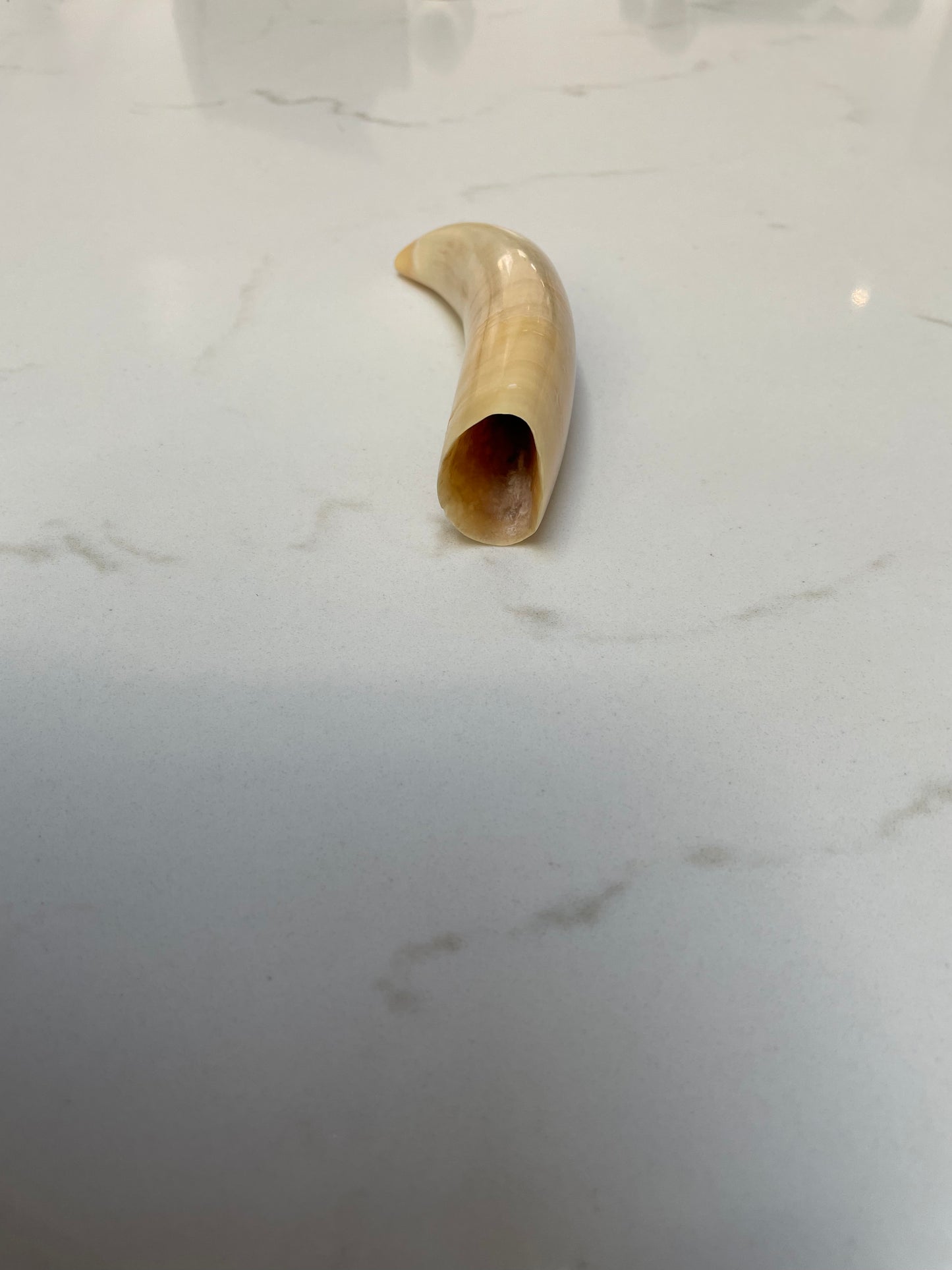 Sperm Whale Tooth SPW12