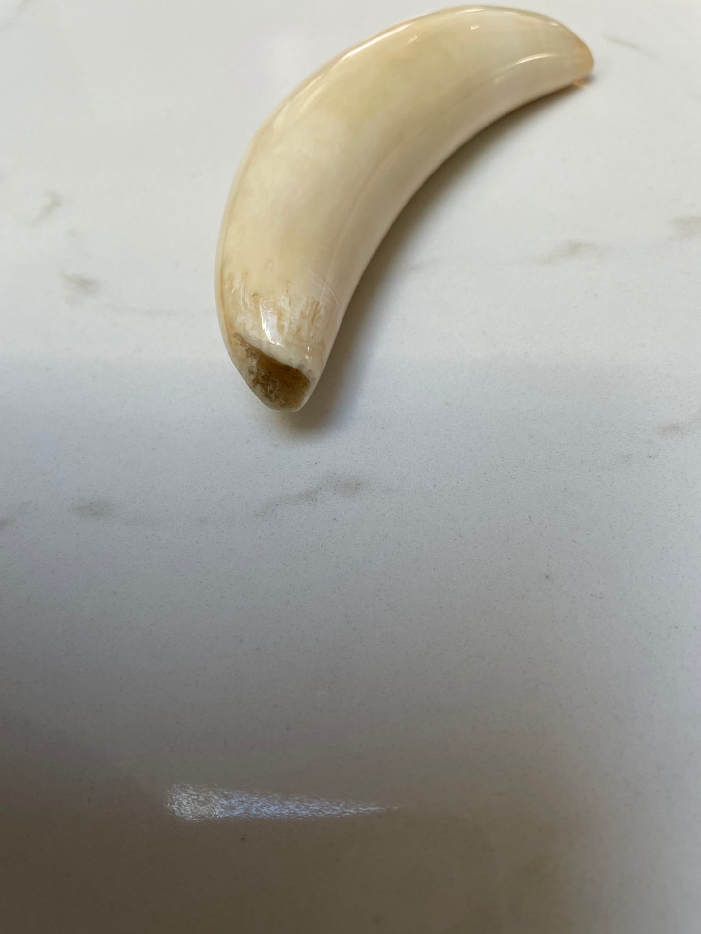 sperm Whale Tooth SWT13