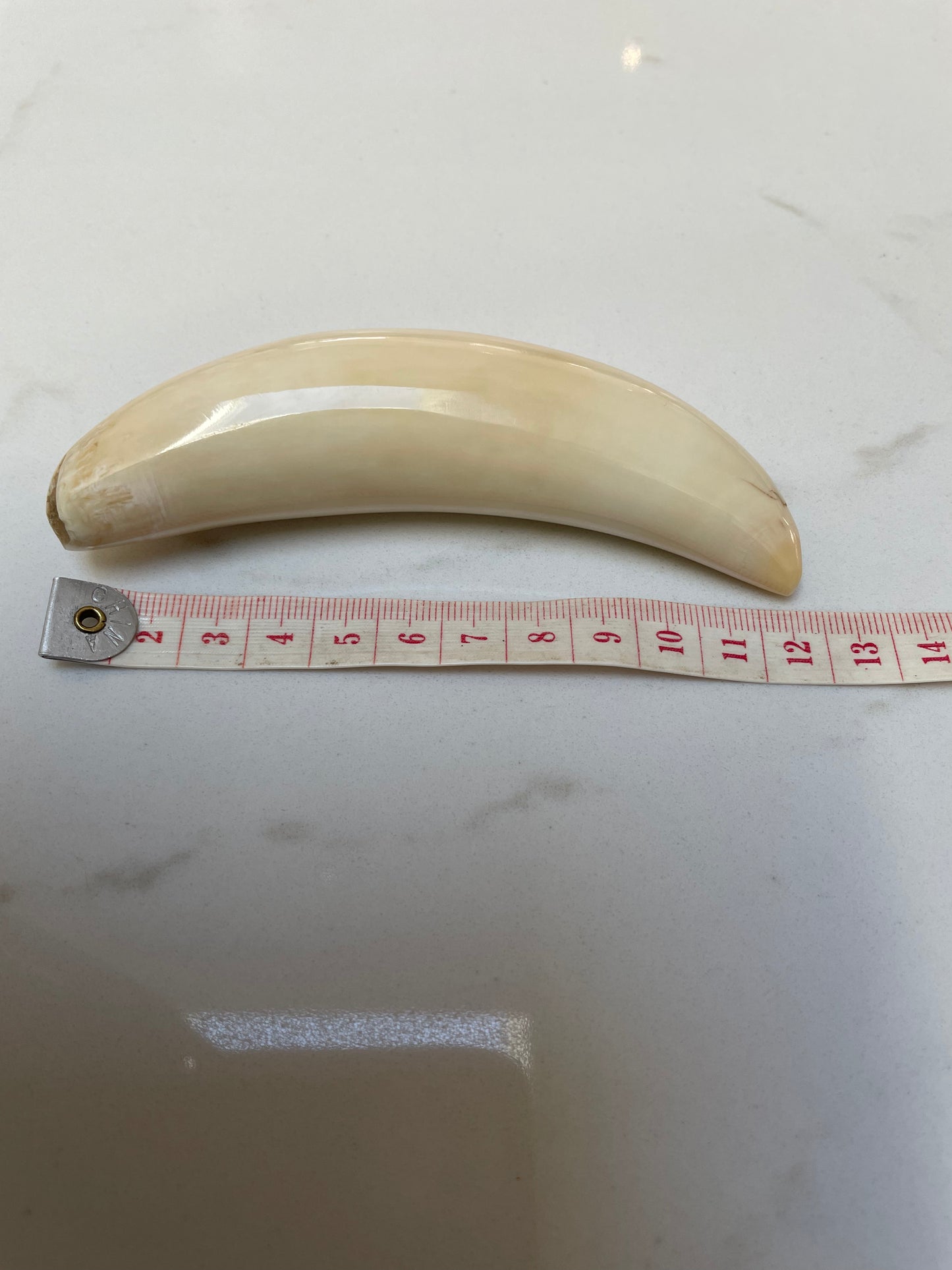 sperm Whale Tooth SWT13